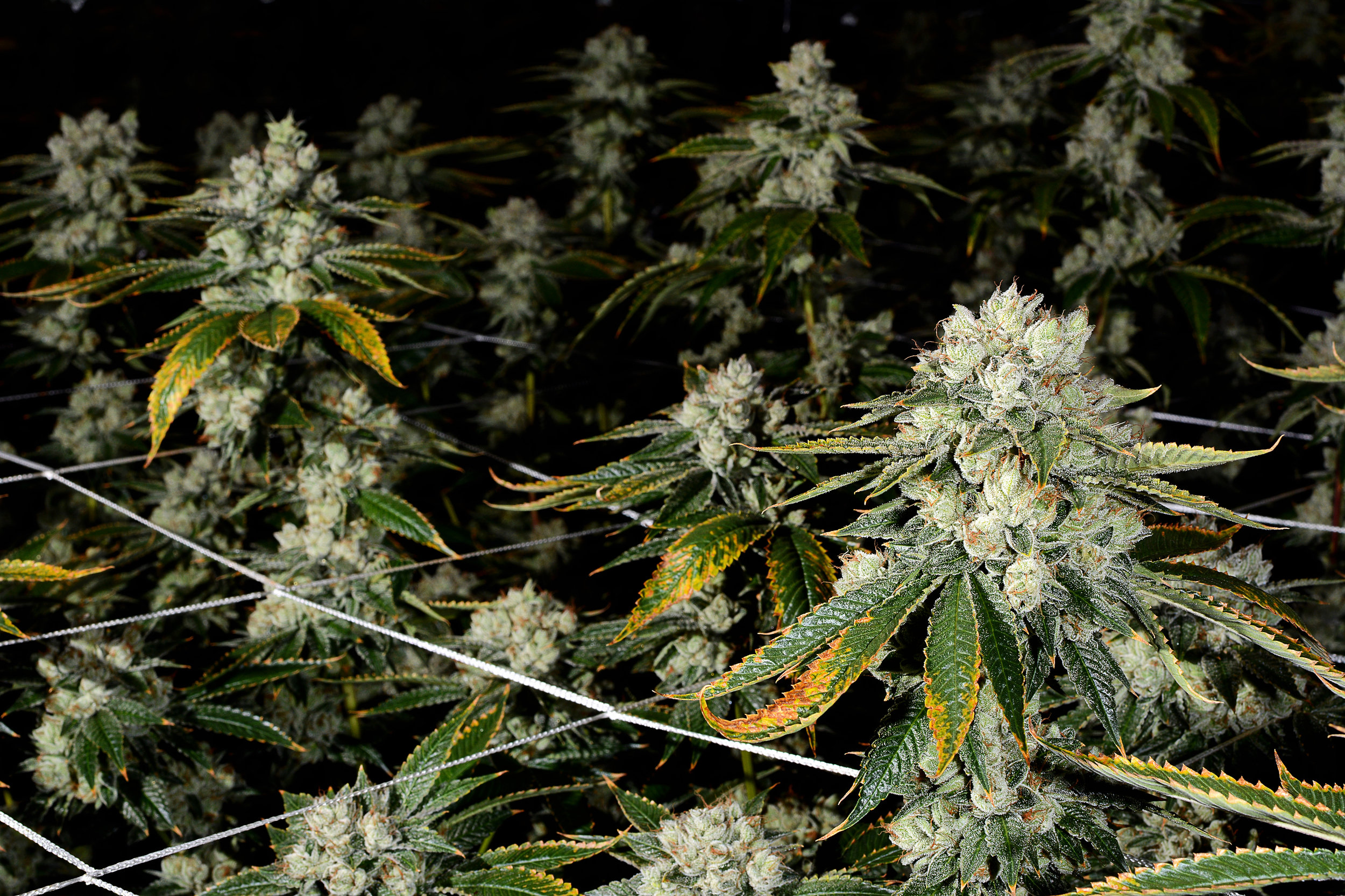 White Fire 43 #17.jpg