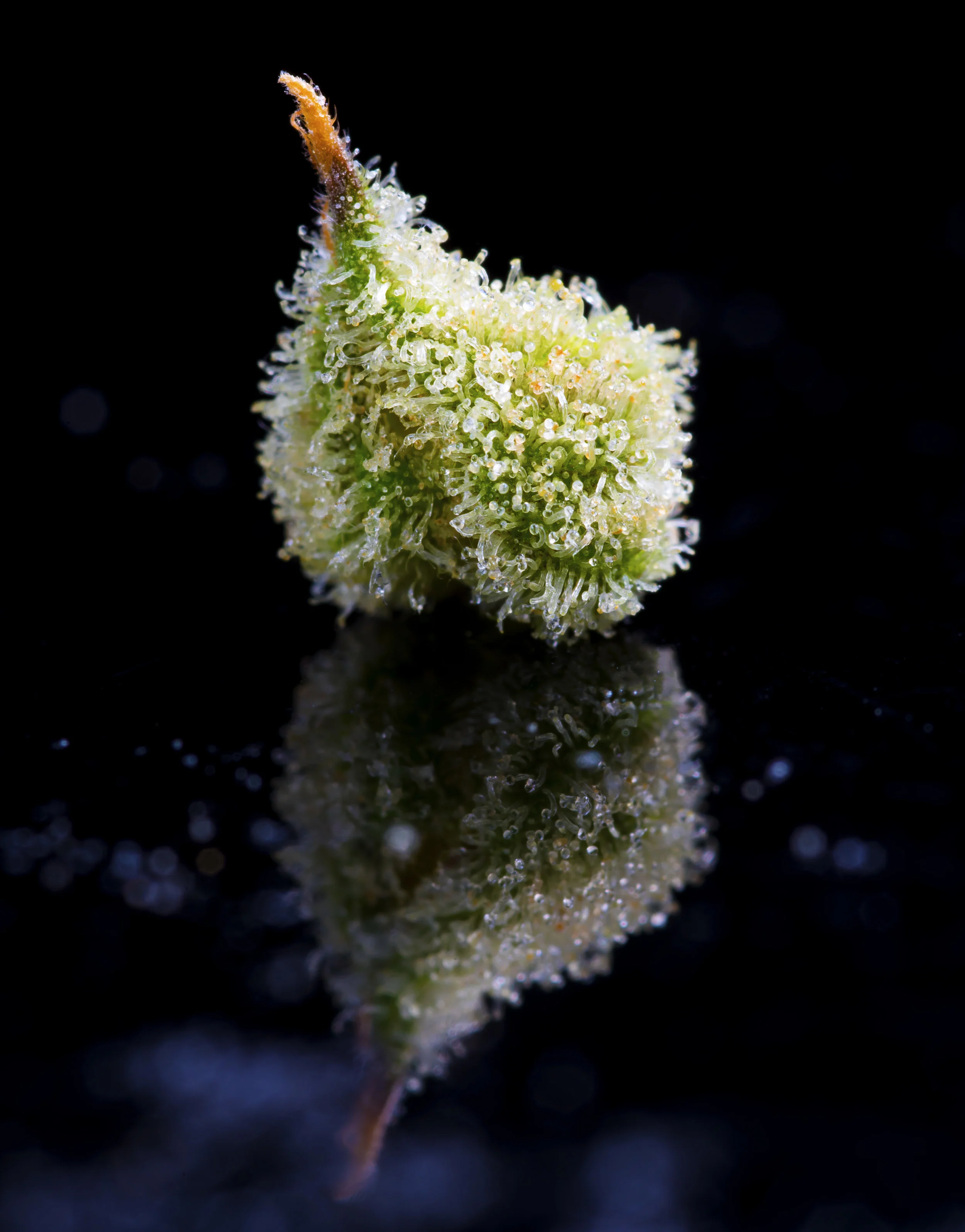 JB-Calyx-Shot.jpg