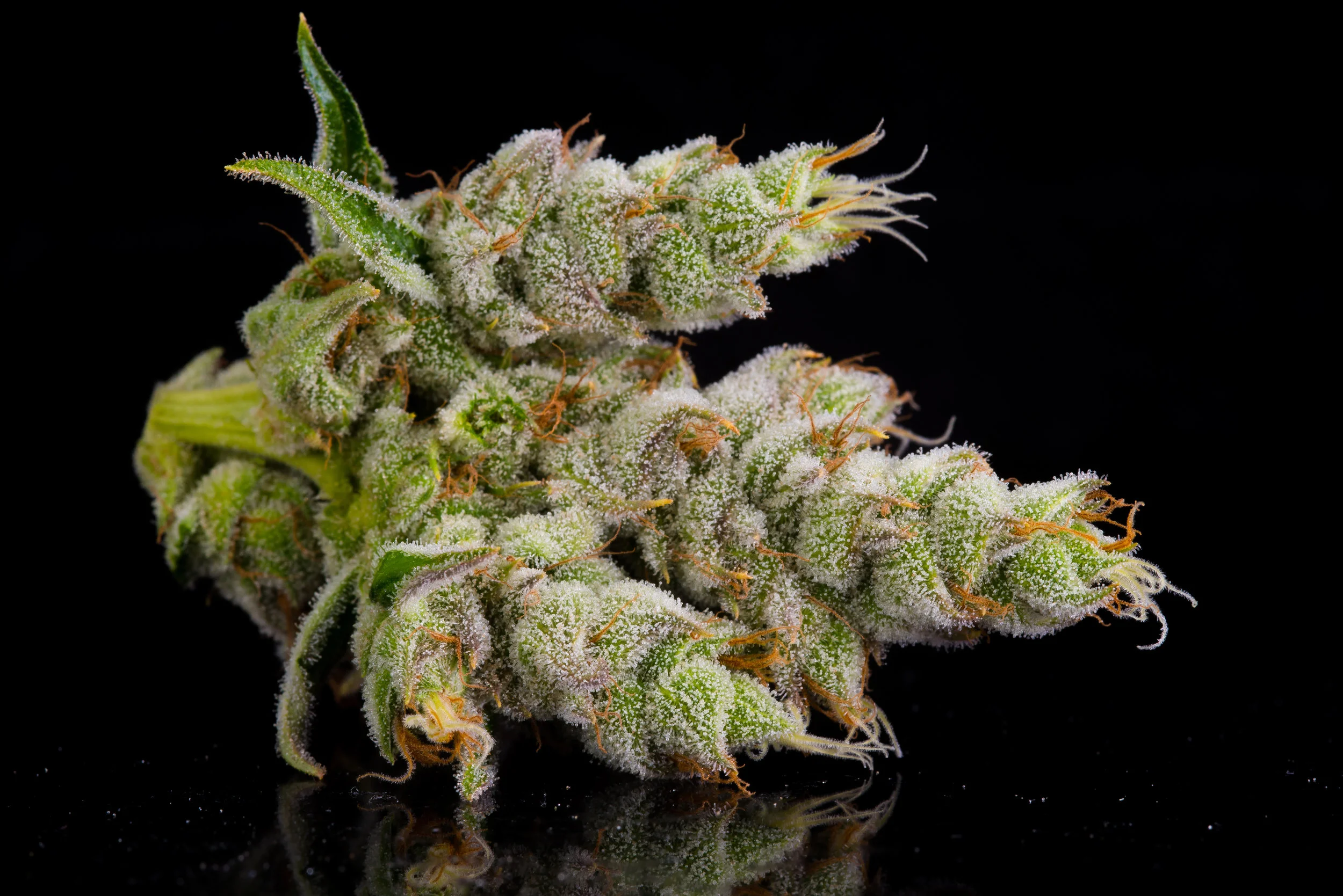 Clementine-23-3.30-1.jpg