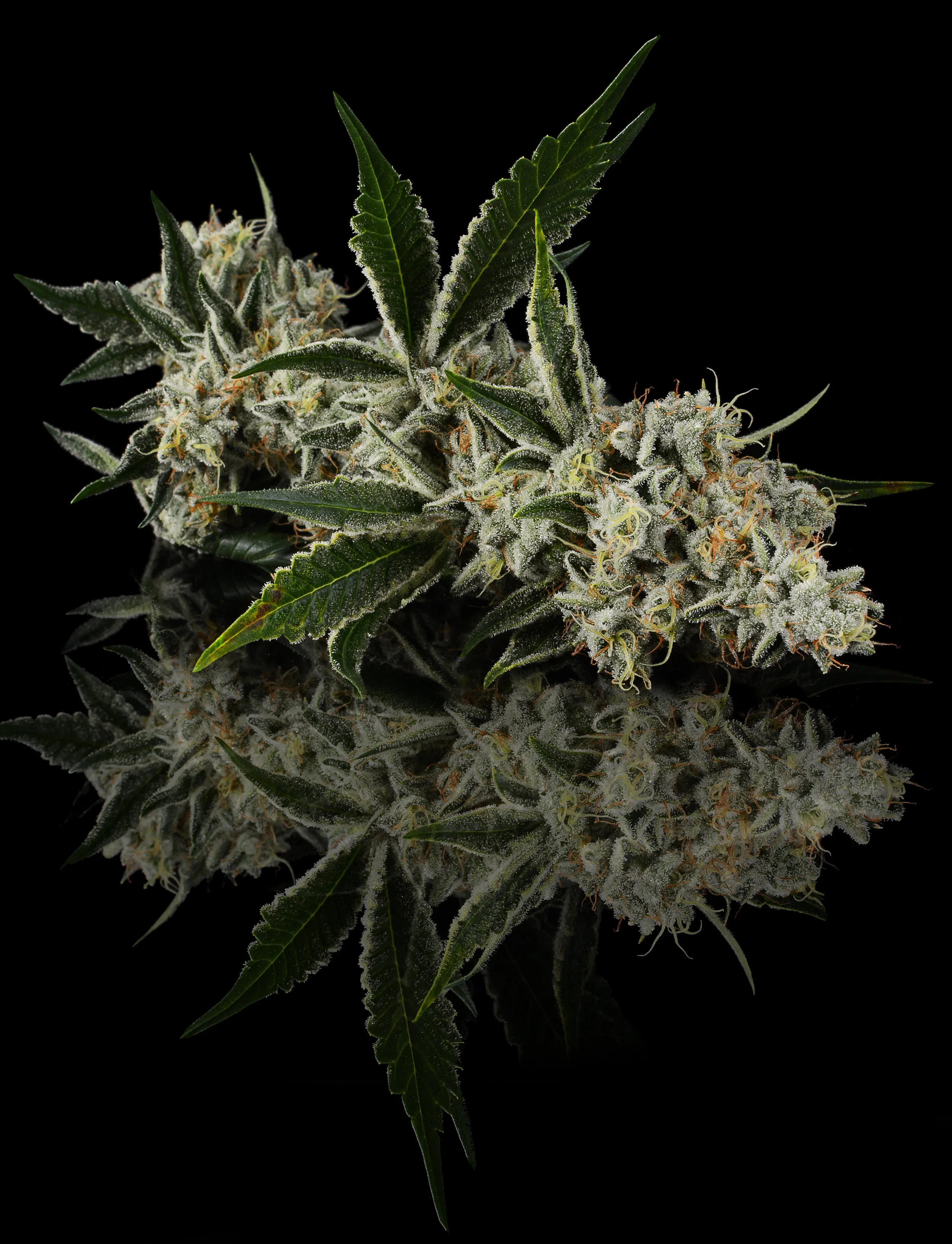 Cookies & Cream Flower Reflection.jpg