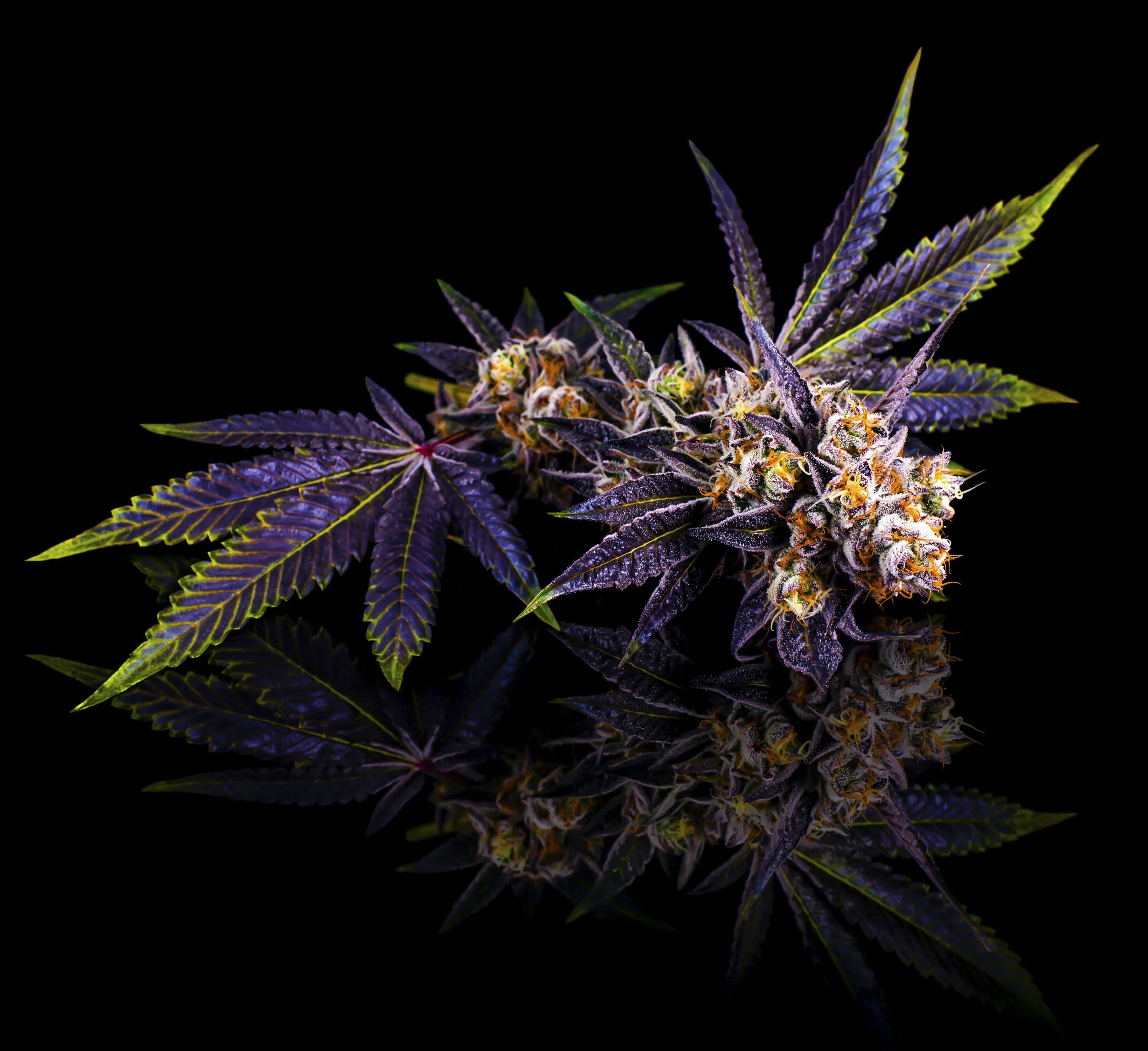 DoSiDos-Plant-RGB-Canvas.jpg