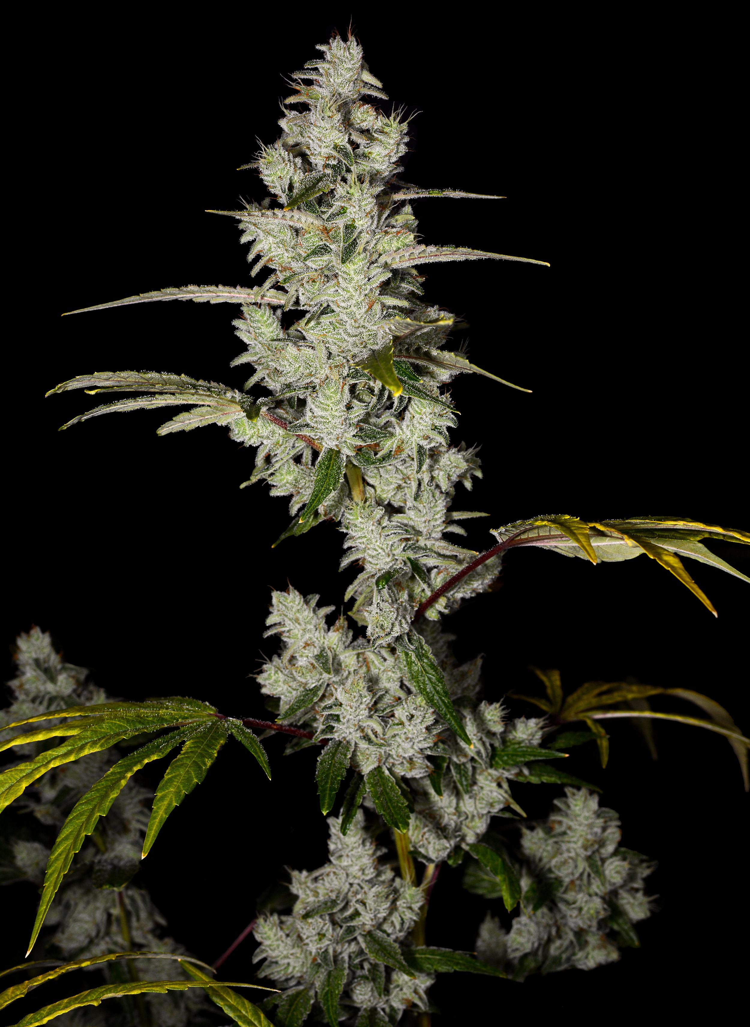 Gorilla Glue Plant 2 6-28 copy.jpg