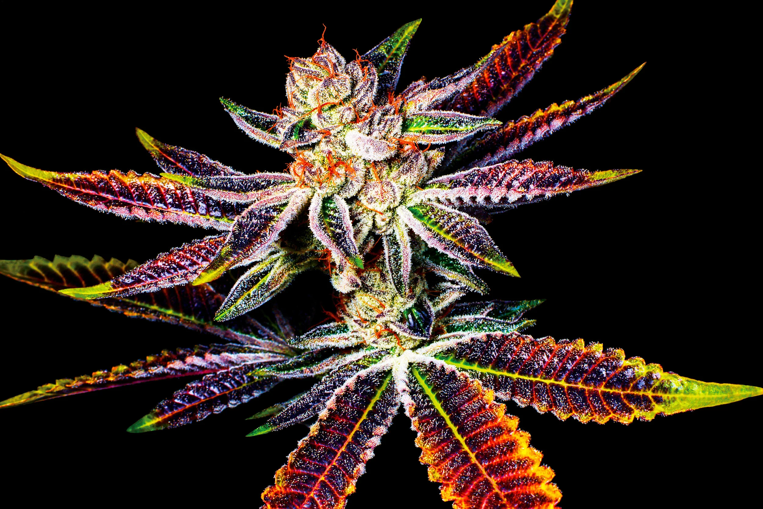 DoSiDos-Plant2-RGB-Canvas.jpg