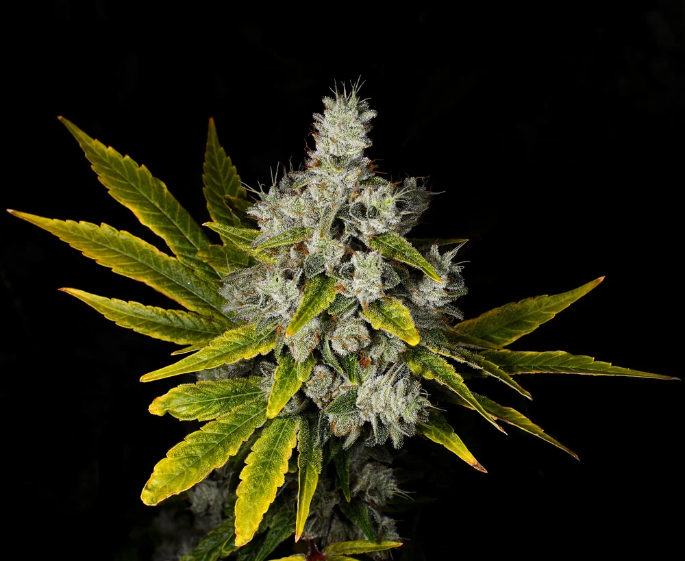 Gorilla+Glue+Plant+3+6-28.jpg