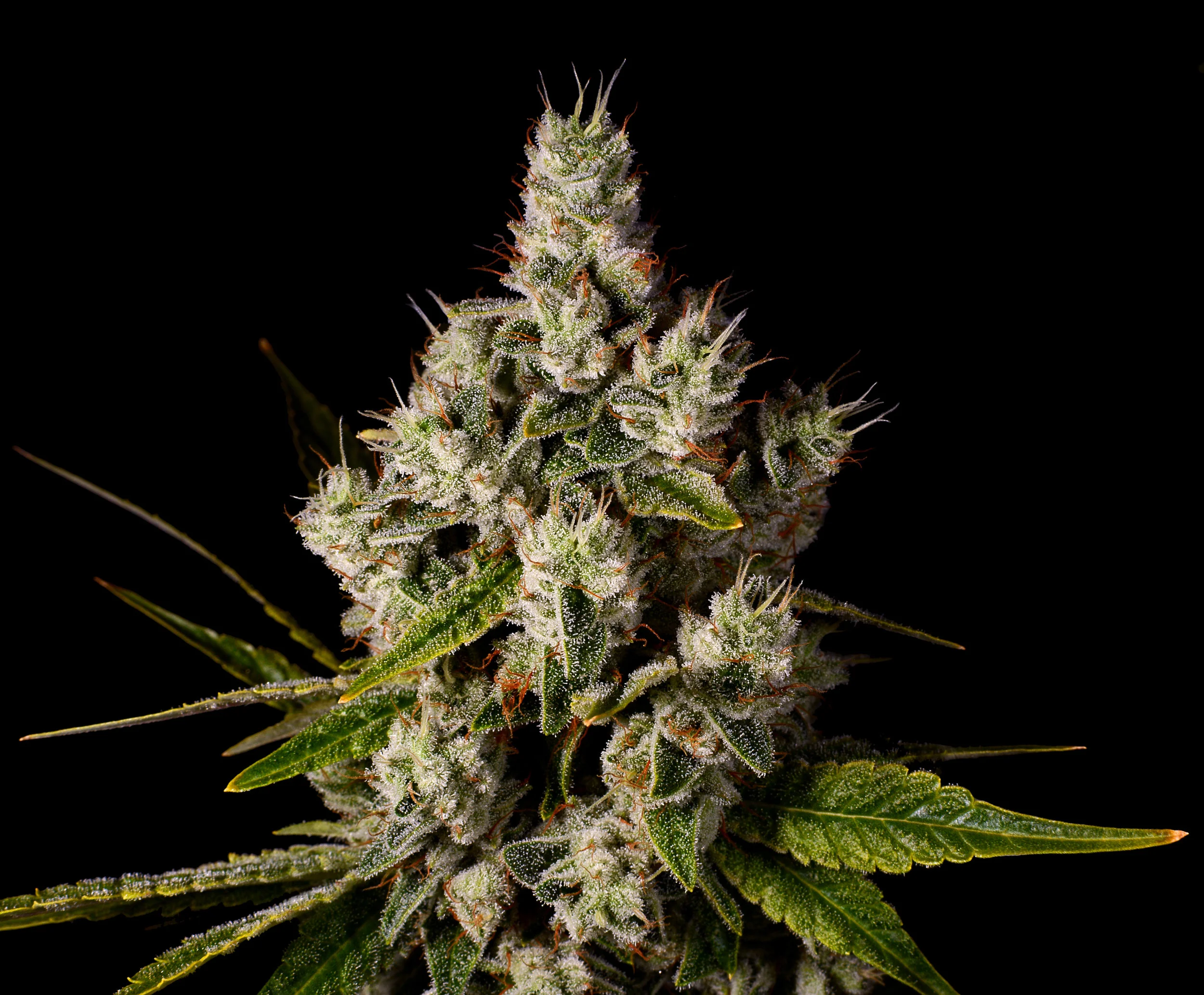 Gorilla Glue Plant 6-28.jpg