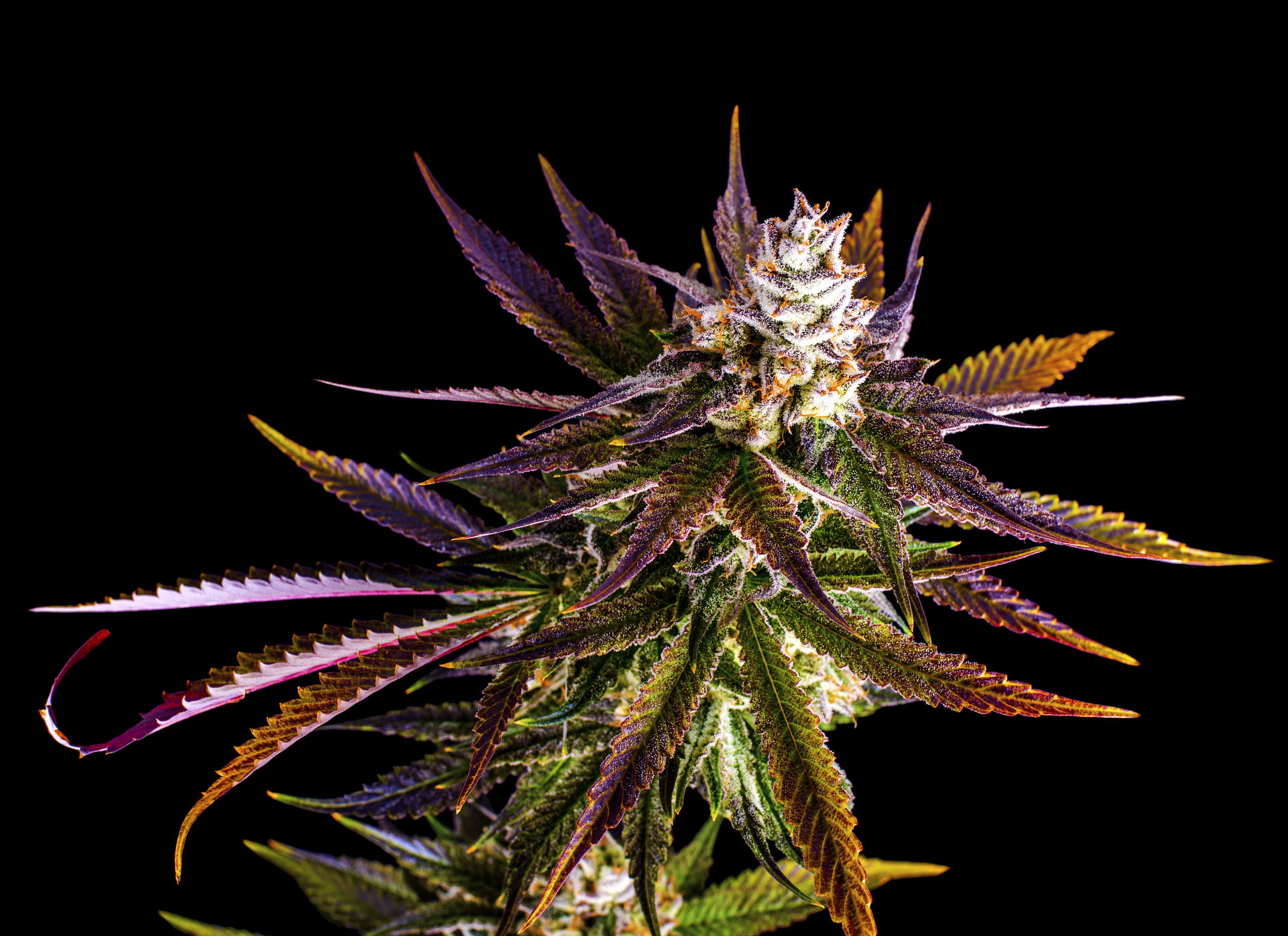 JB-GrapeJilly-Plant-3.jpg