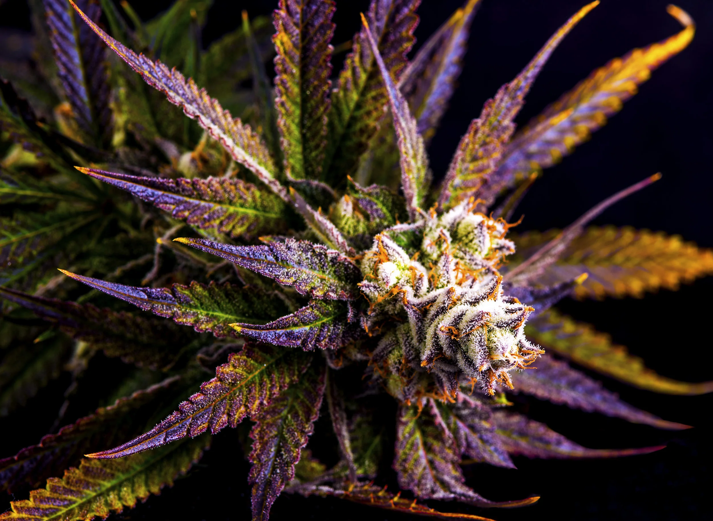 JB-GrapeJilly-Plant-4.jpg