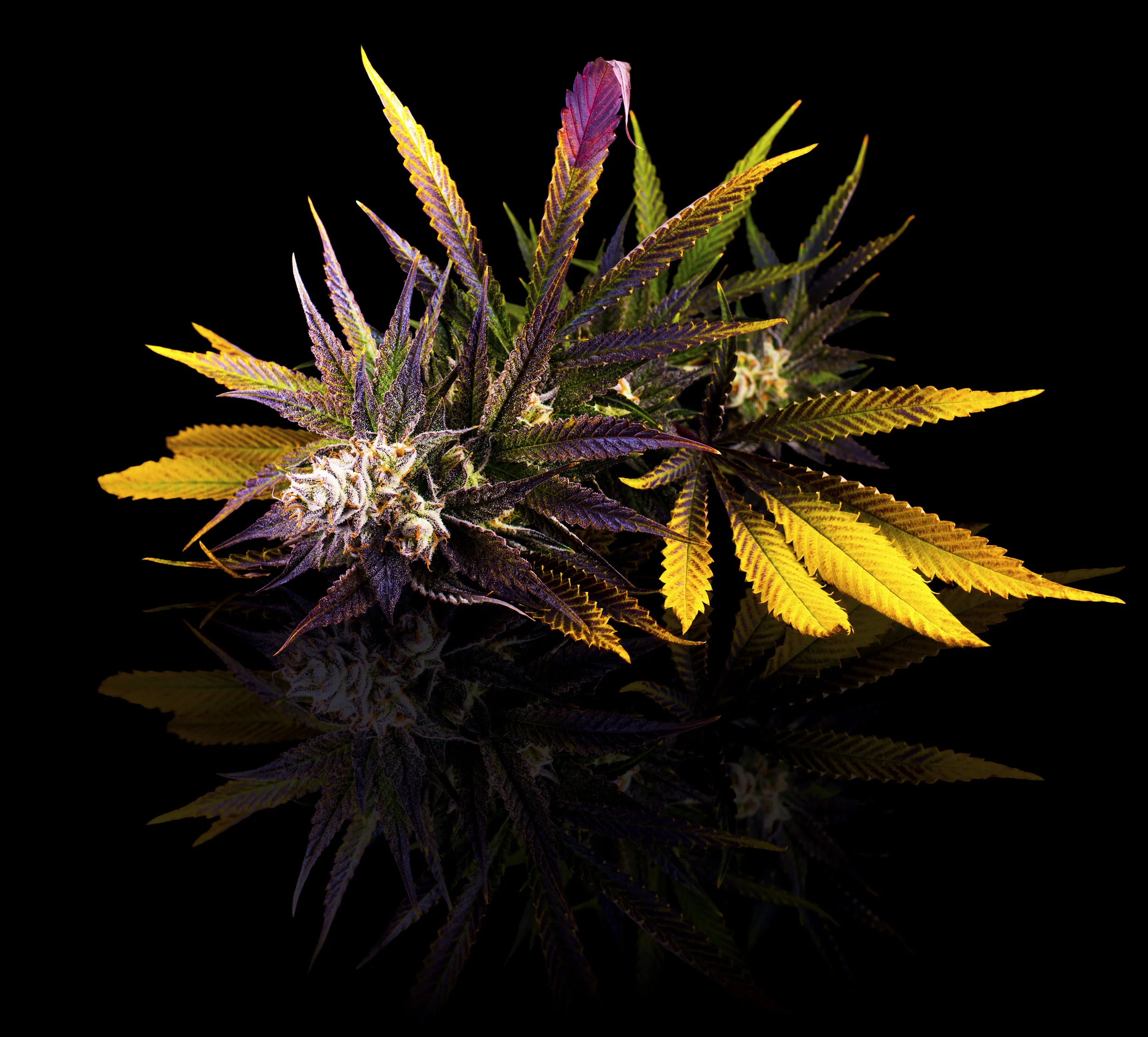 JB-GrapeJilly-Plant-TAG.jpg