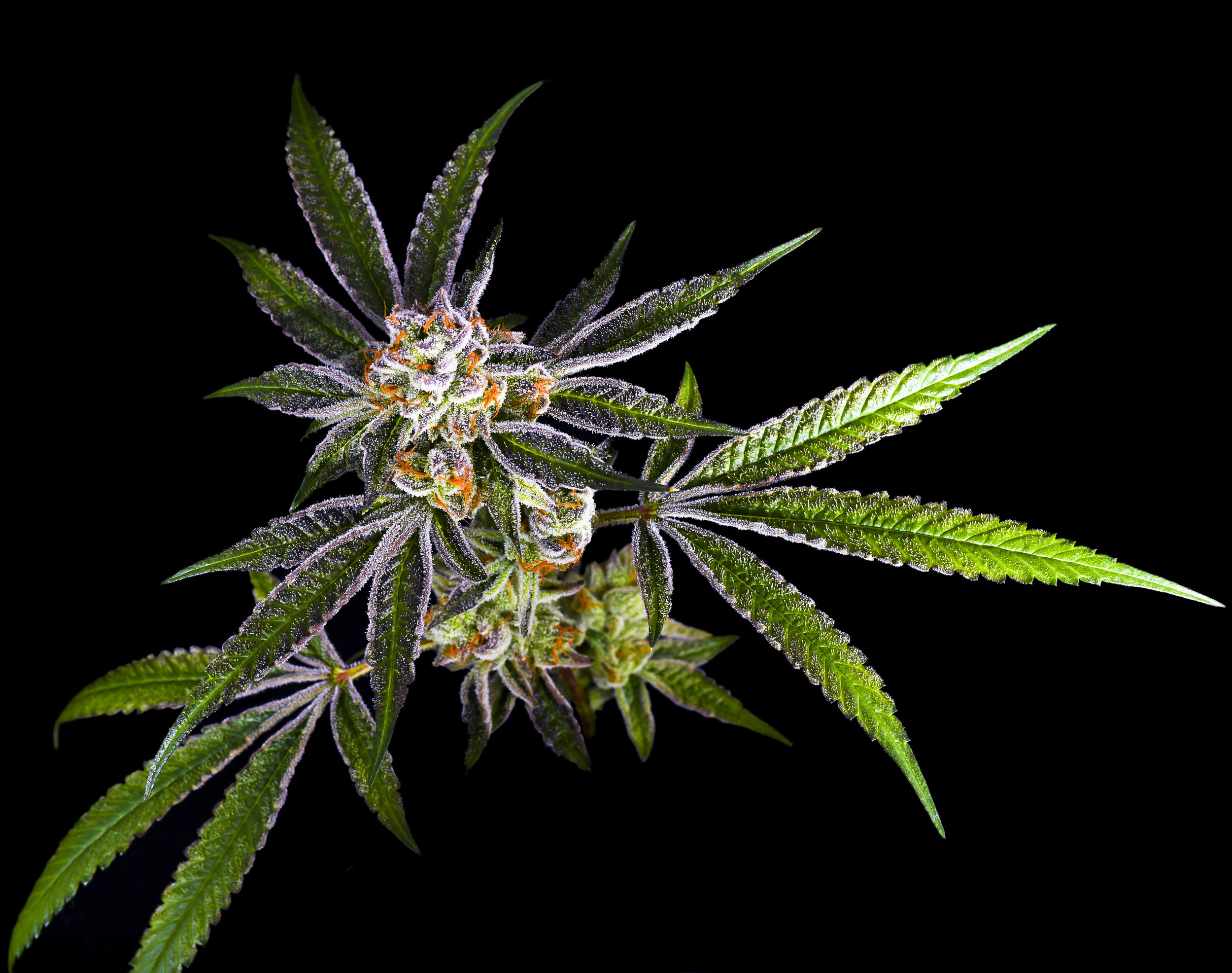JB-PieHoe-Plant-2.jpg