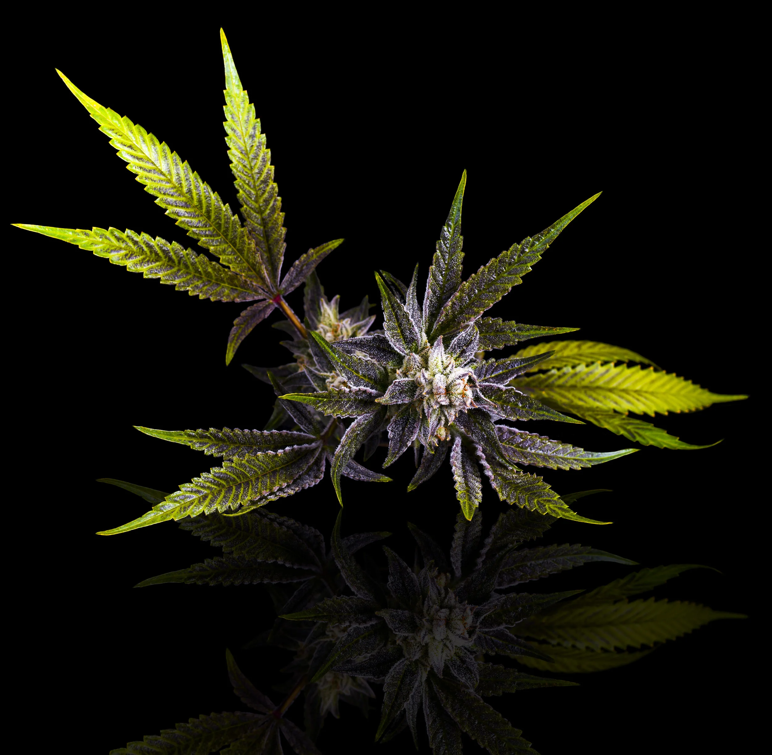 JB-PieHoe-Plant.jpg