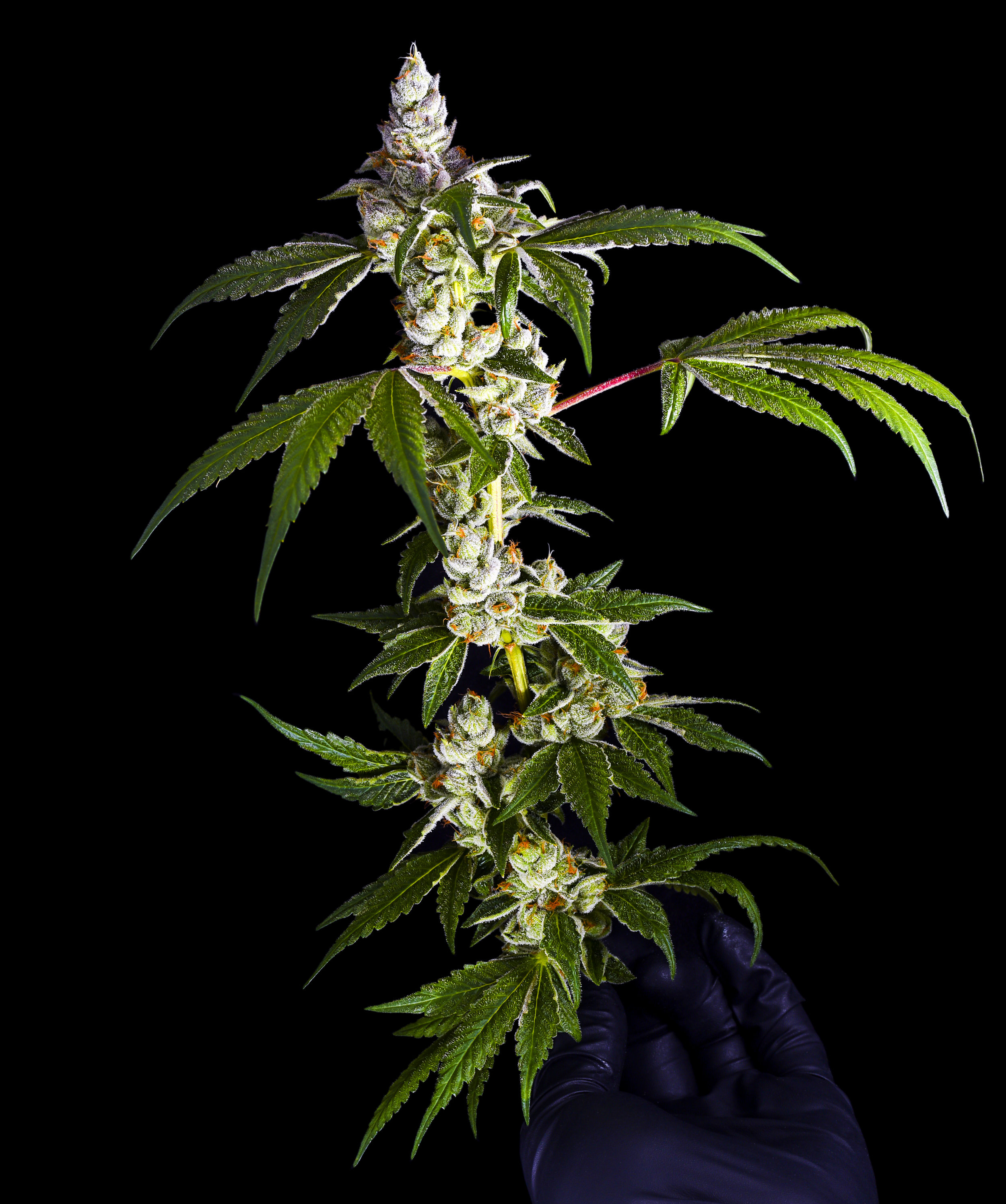 JB-PieHoe-PlantShot.jpg