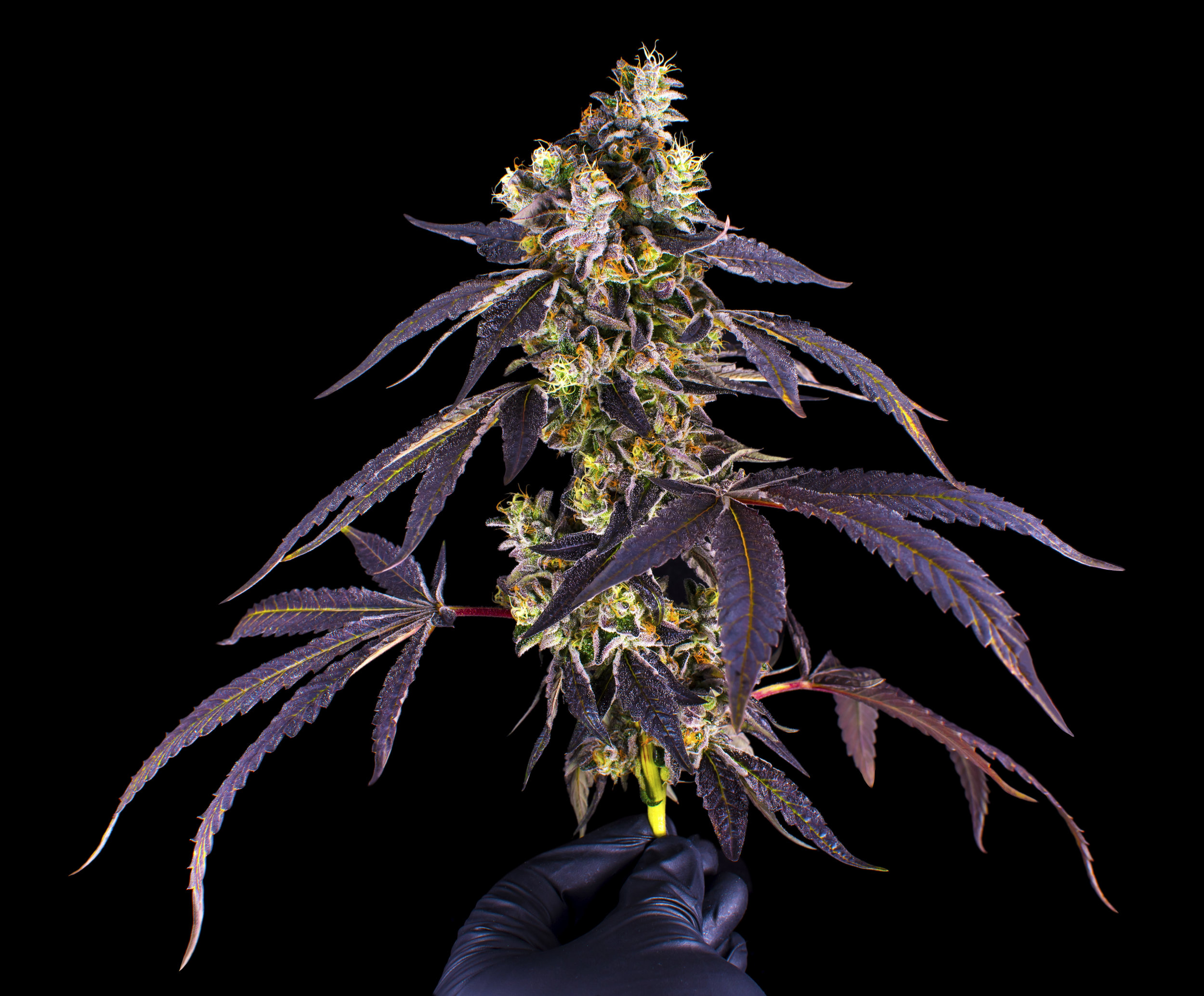 JB-SunsetSherbert-Plant.jpg