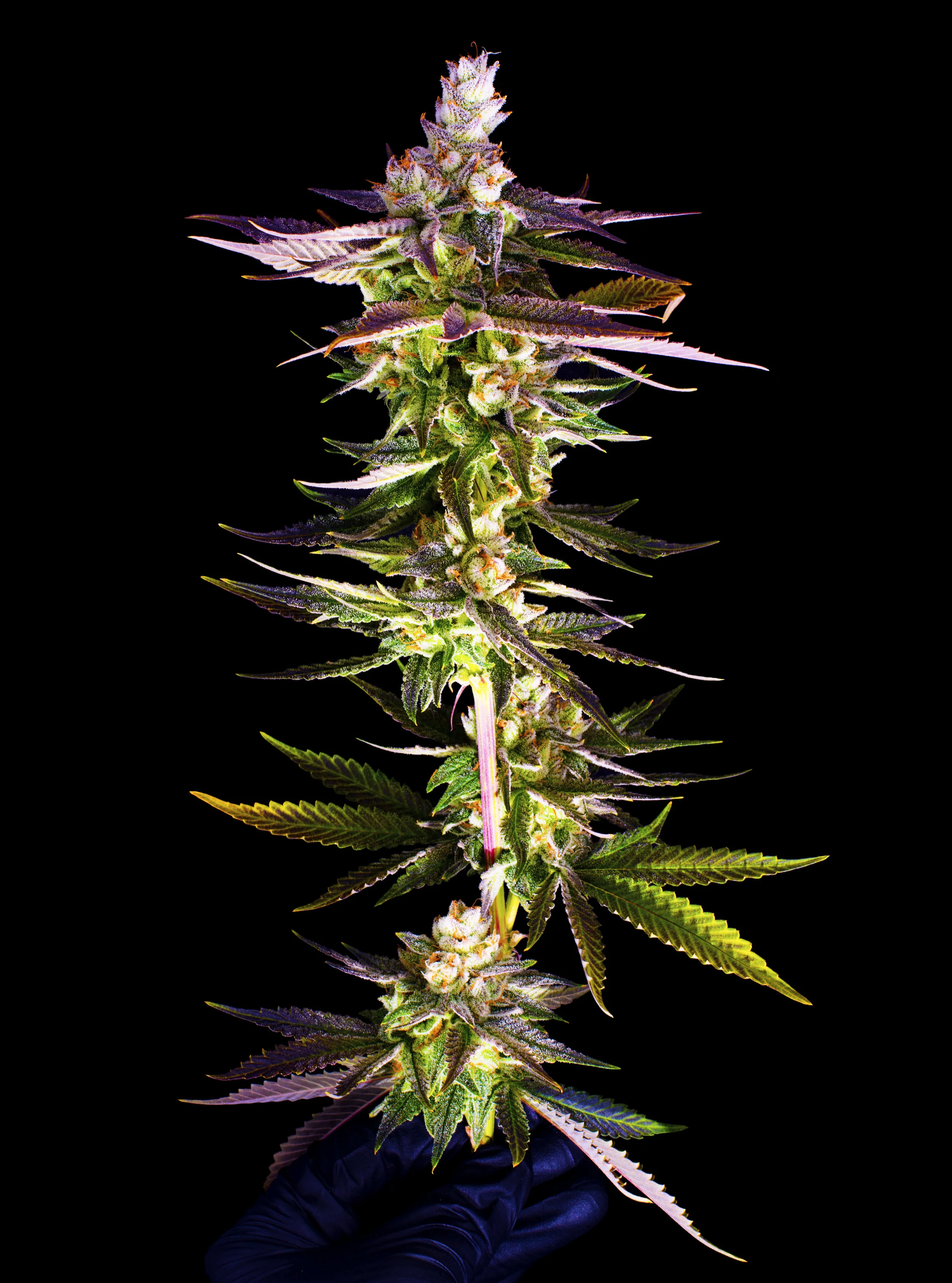 JBC-GrapeJilly-Plant-5.jpg