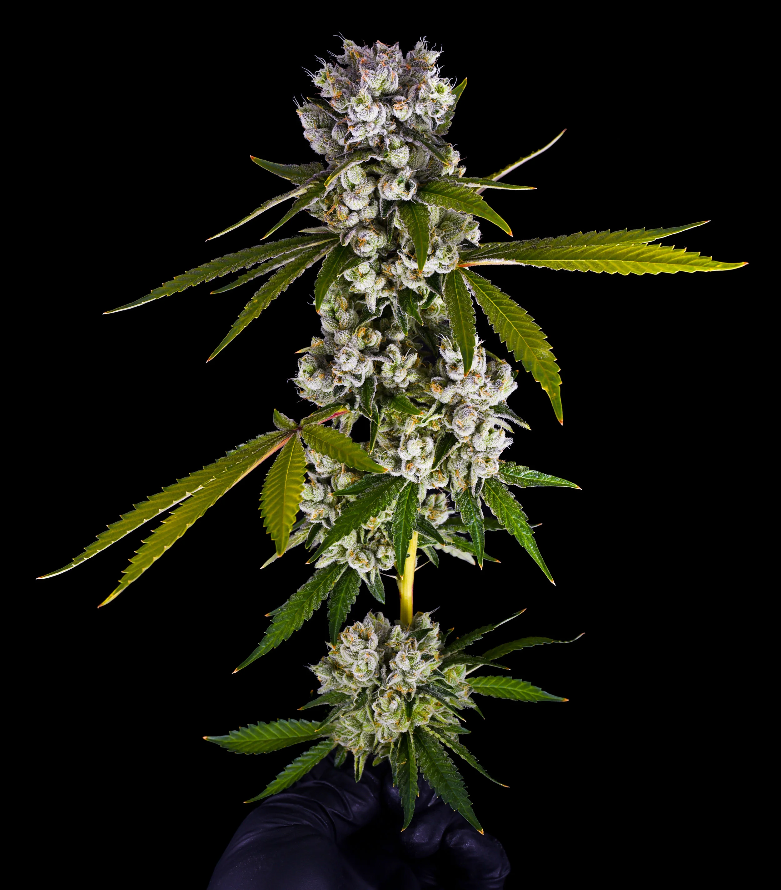 Jungle-Cake-Plant.jpg