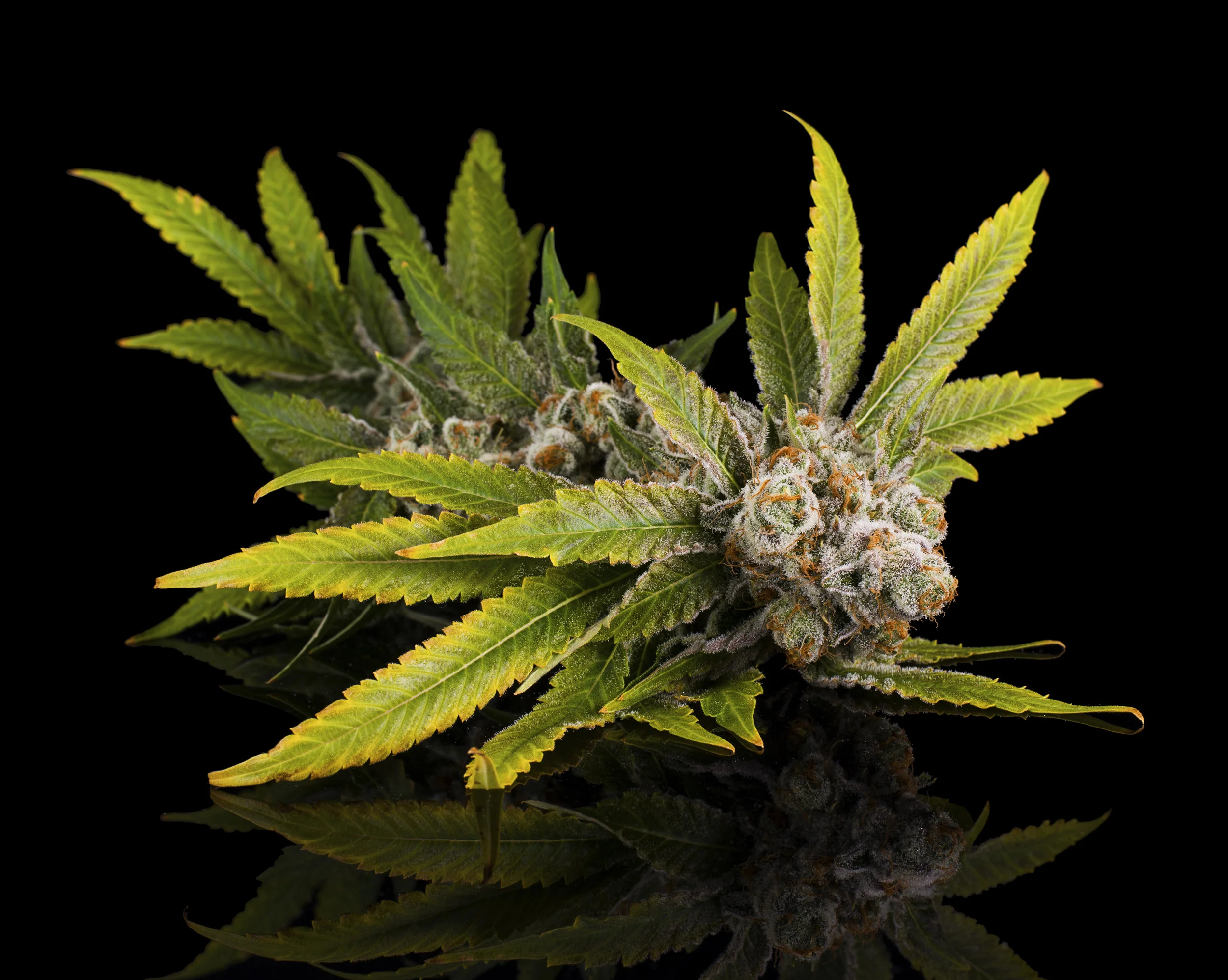 Starburst x PP #2 2.jpg