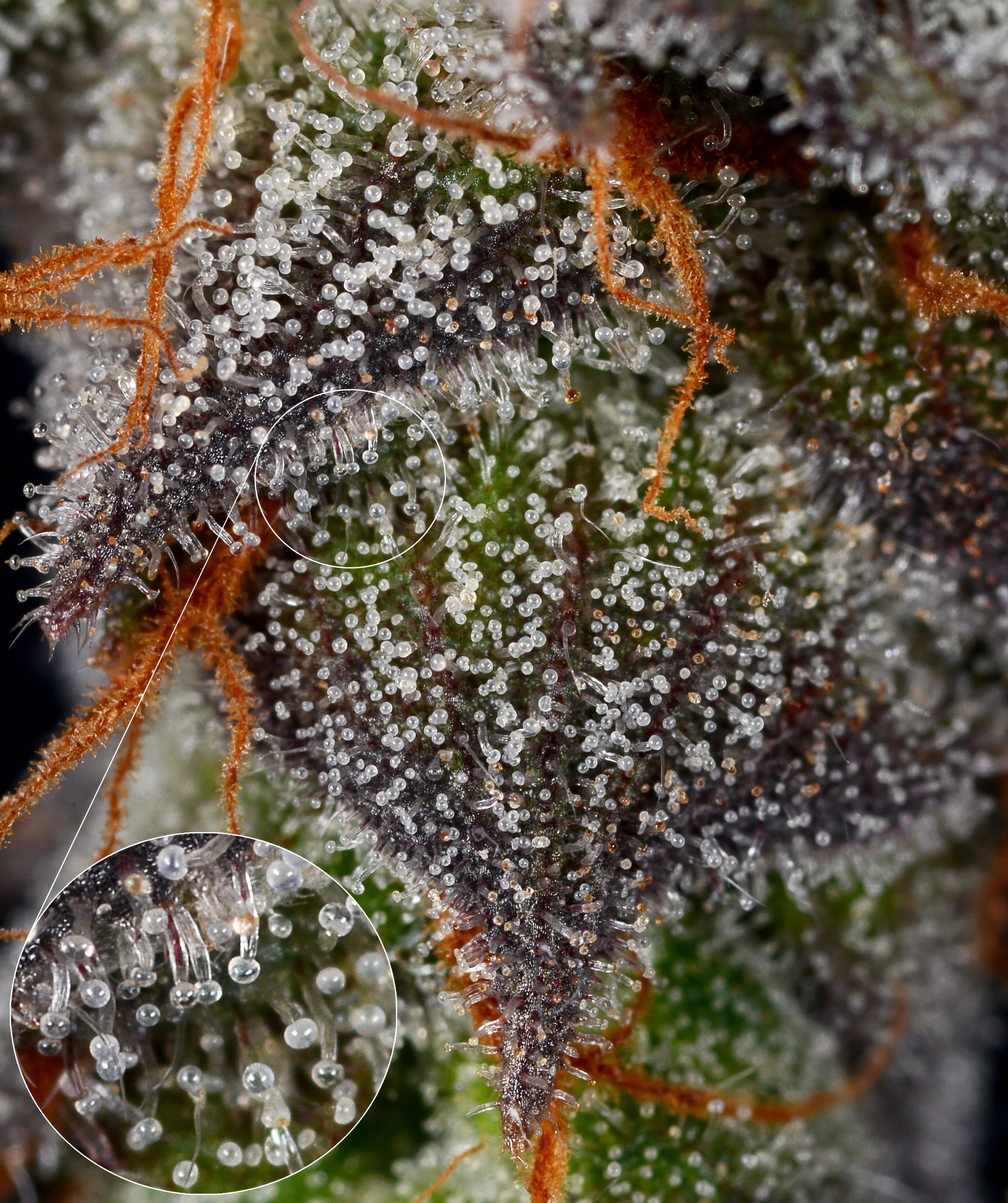 Abusive x Ghost Macro 2 with display.jpg