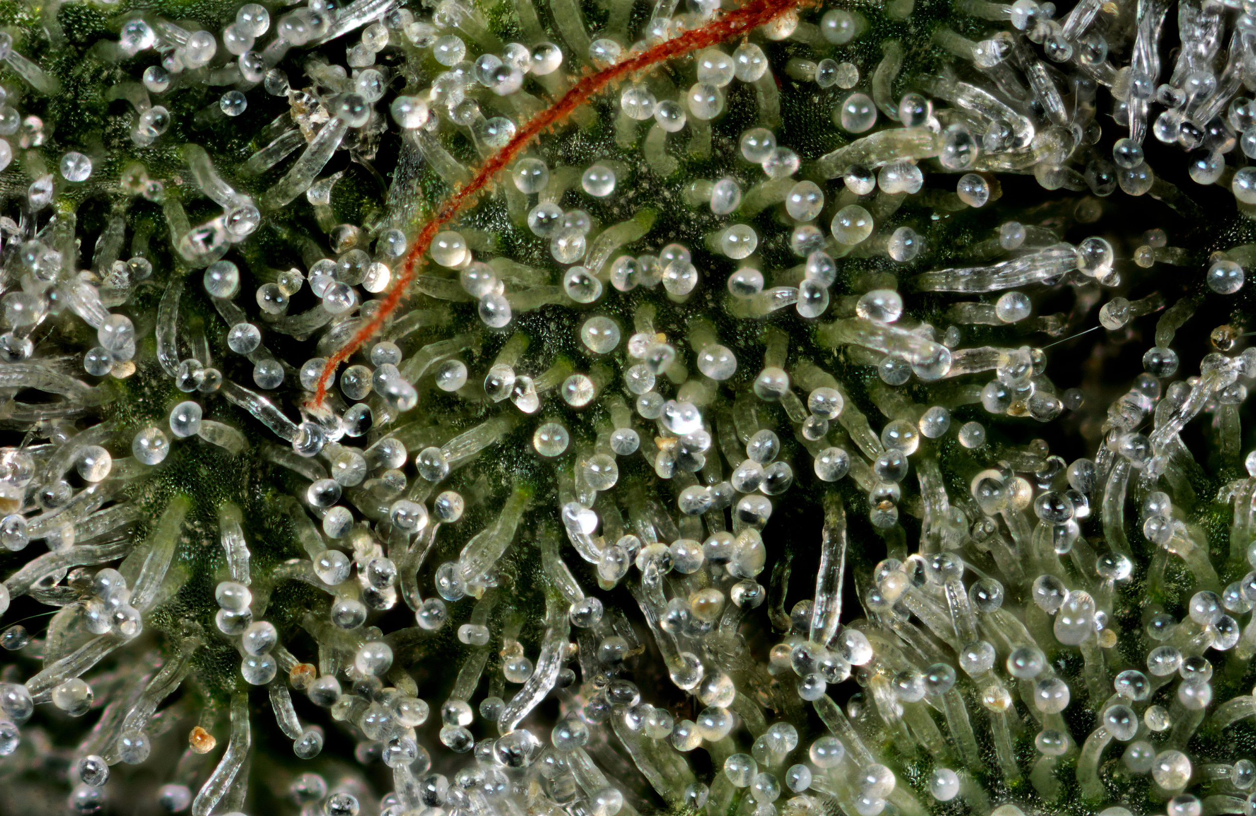 Cookies & Cream Macro 4.jpg