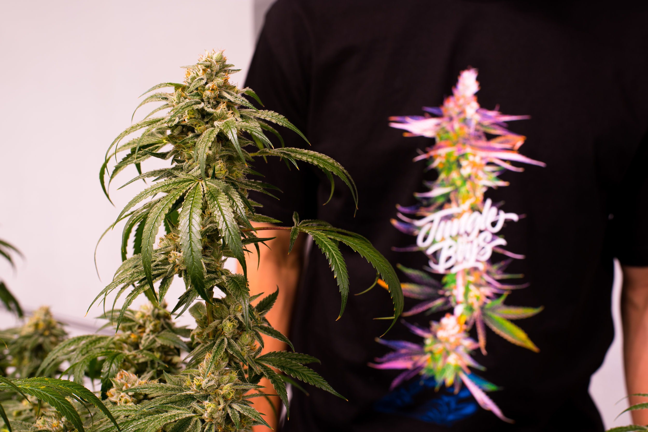 JBC-GrapeJilly-GrowT-IG-2.jpg