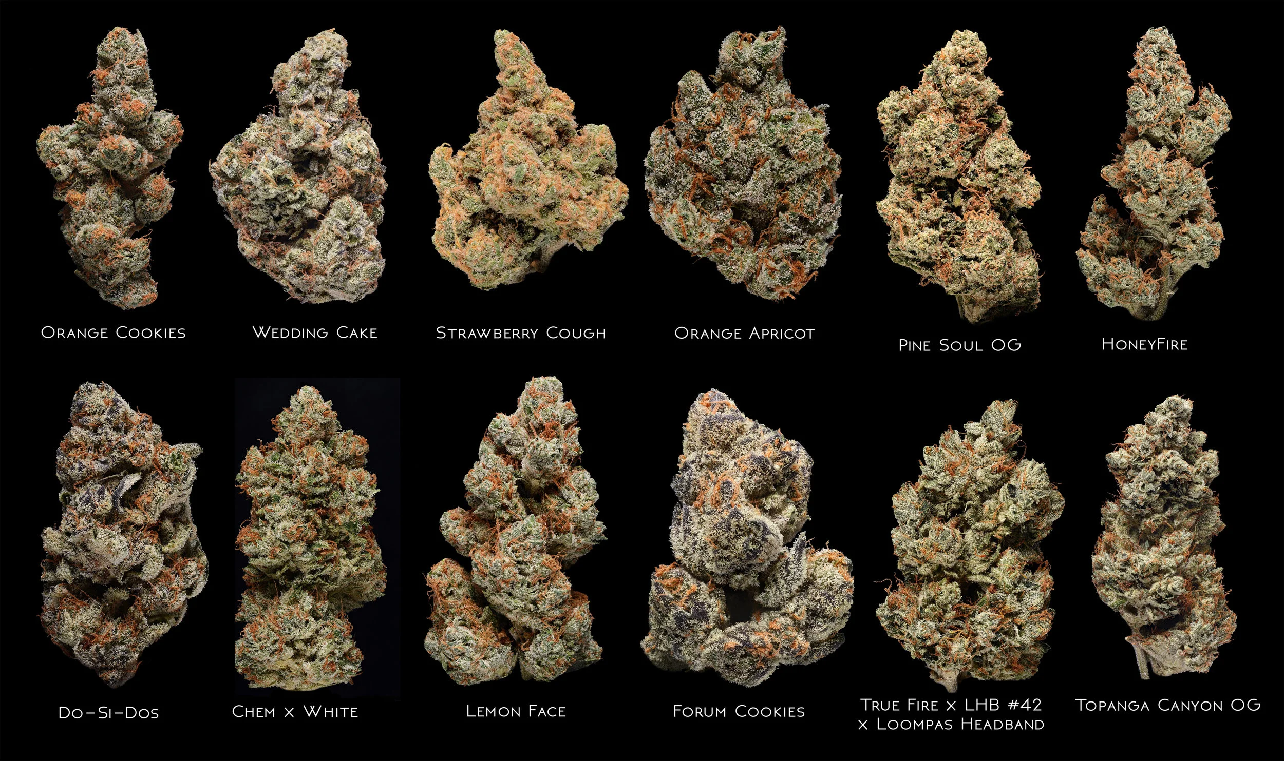 Nug shots JB site.jpg