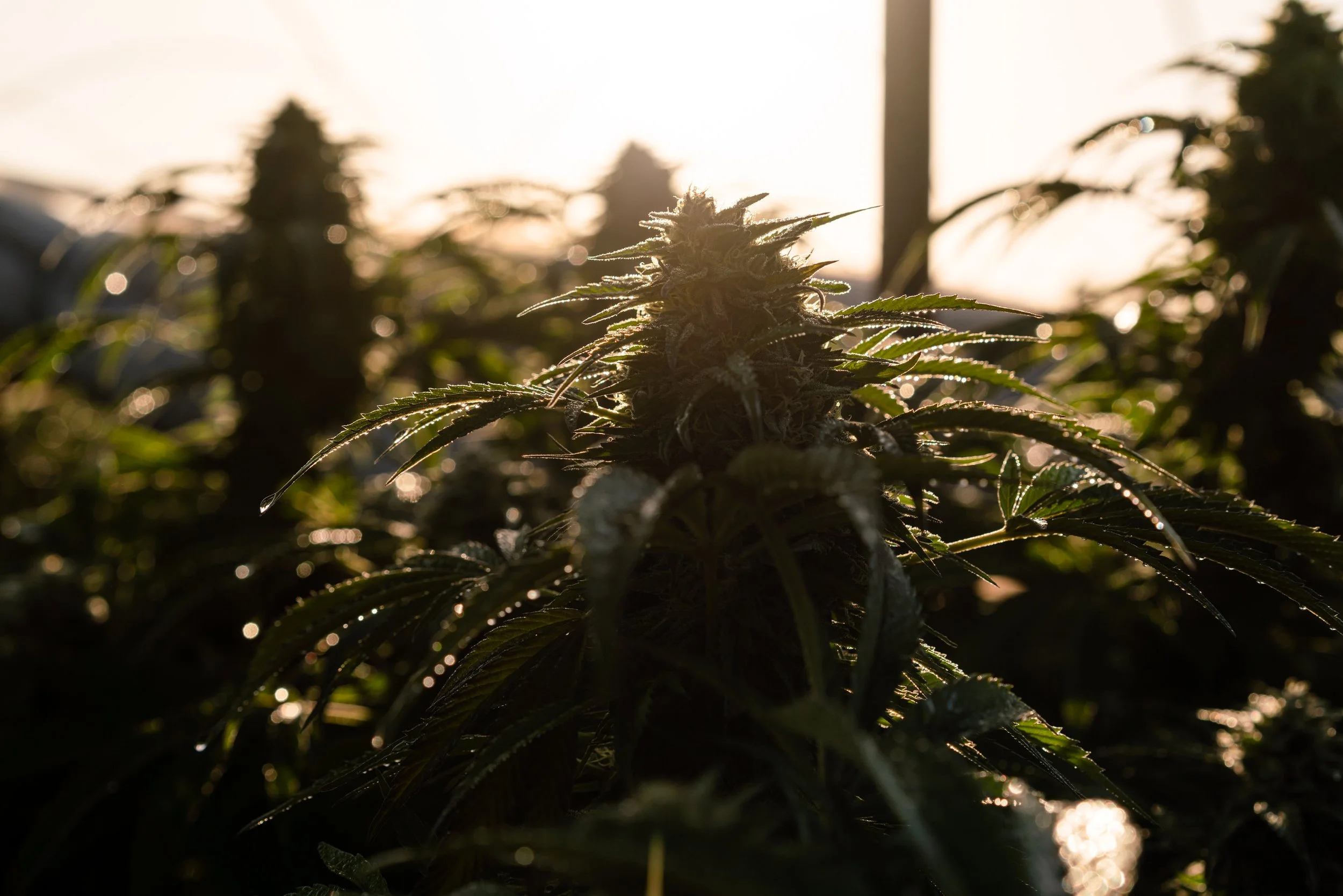 Flower at Sunrise.jpg