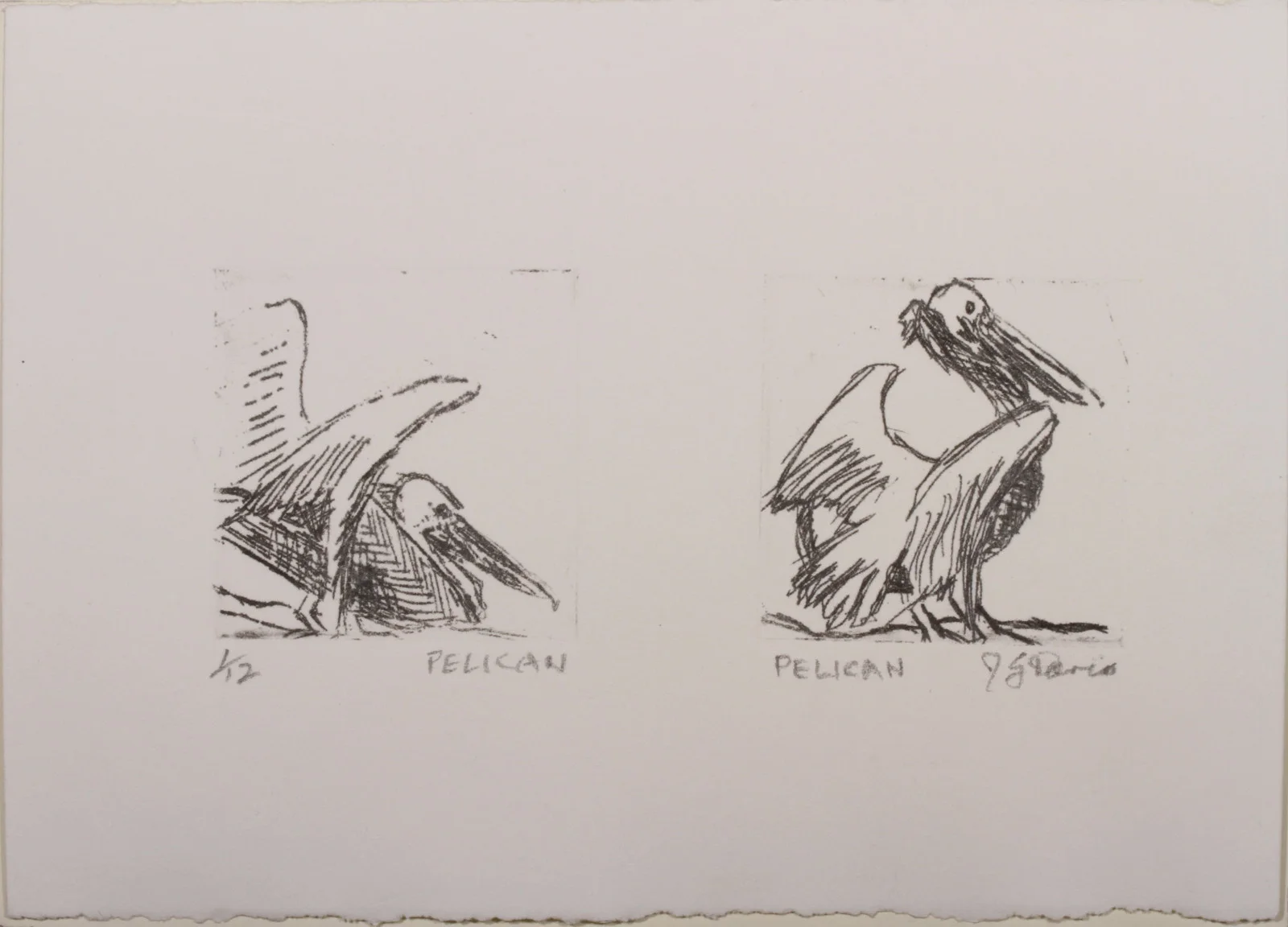 Pelican