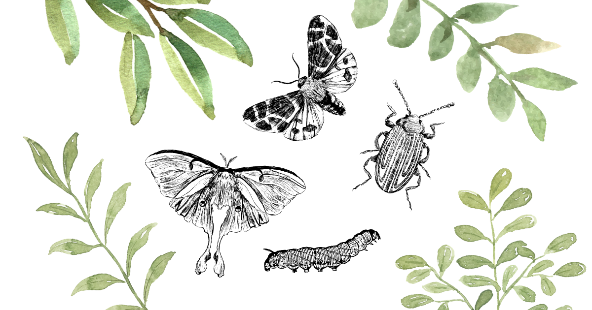 Seasonal Print Prompt - Botanicals &amp; Bugs