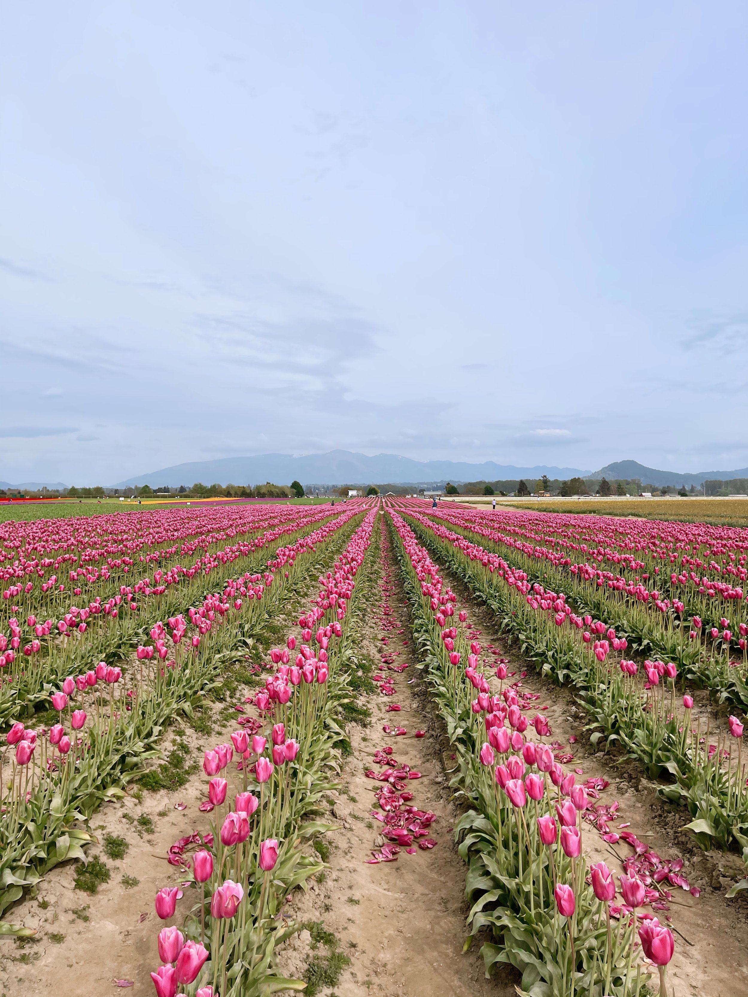 What To Do In Washington State This Spring & Summer - Tulips - Bre Sheppard.JPG
