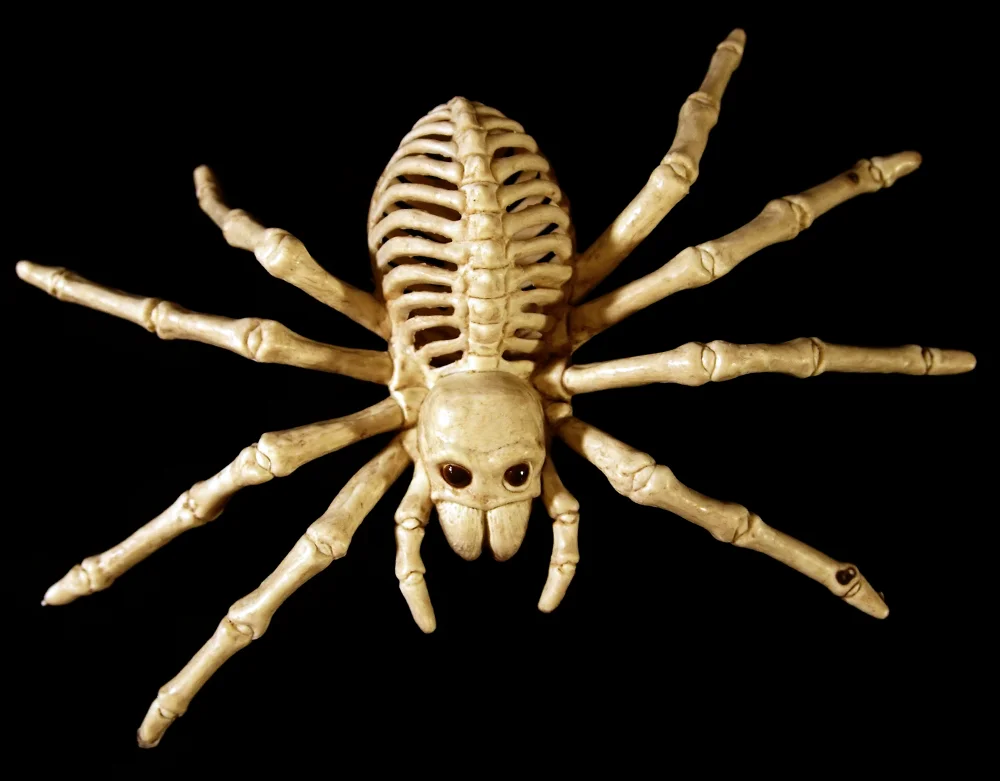 Seasons_SmallSpider_Thumb.jpg