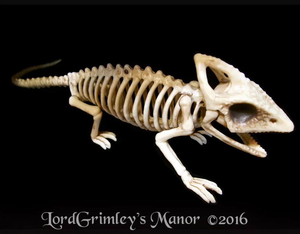 Bonez Lonely Lizard Skeleton
