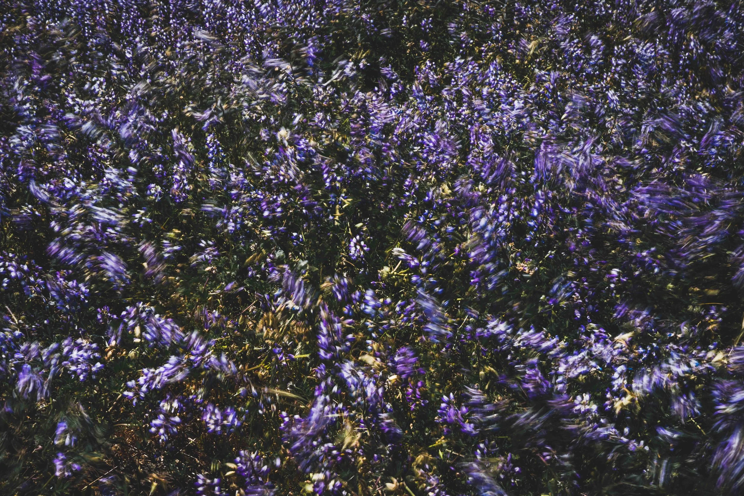 Pacific Coast_June 2023-10.jpg