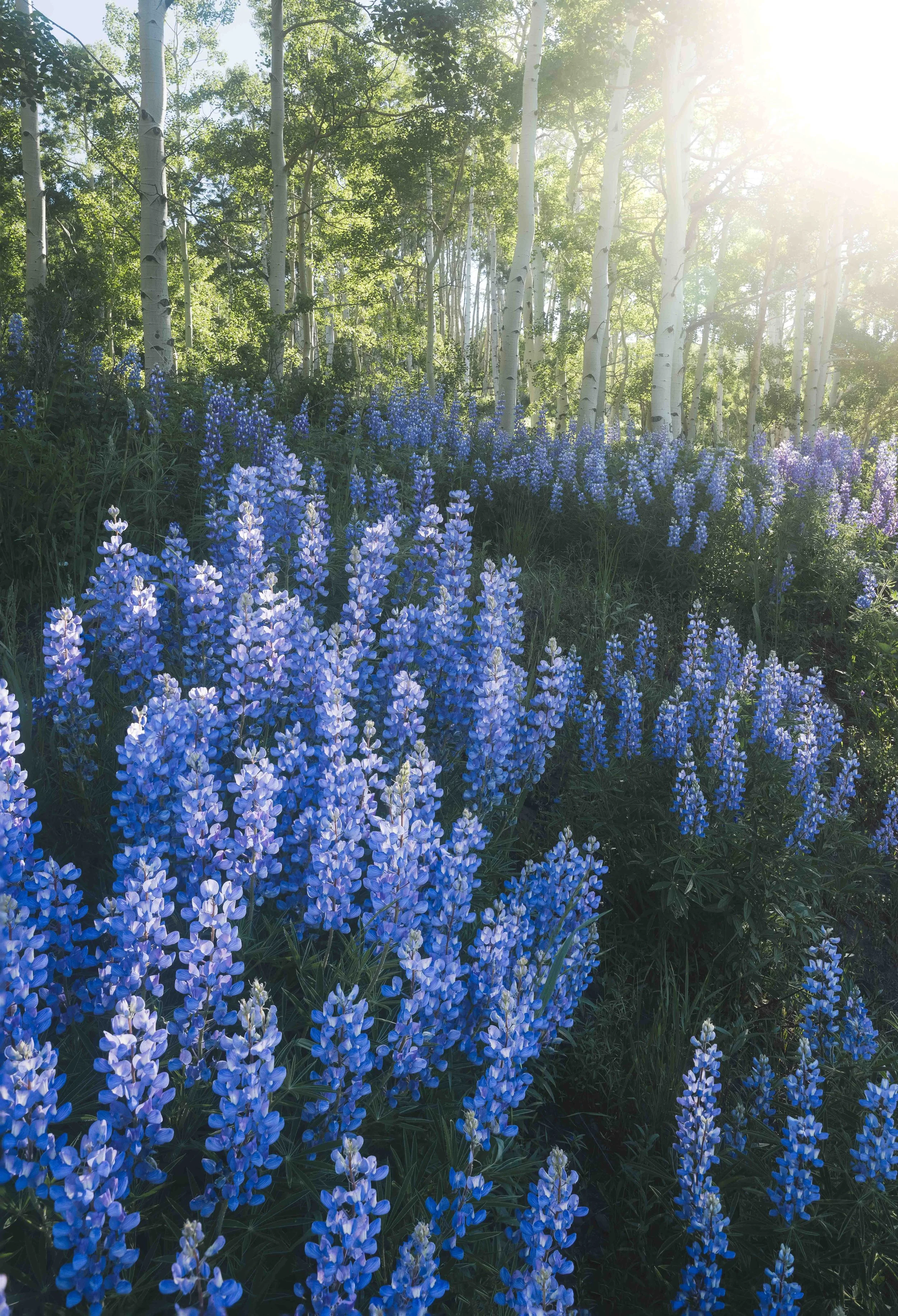 Colorado_July 2023-12.jpg