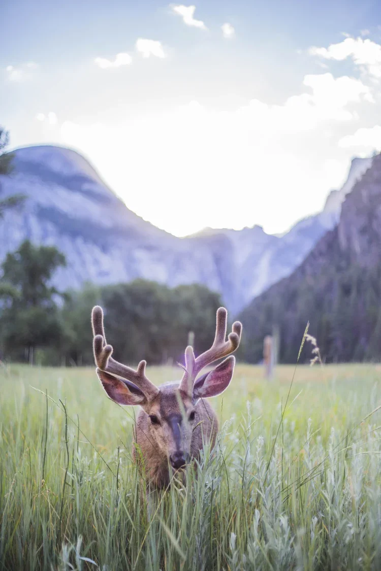 Yosemite-56.webp