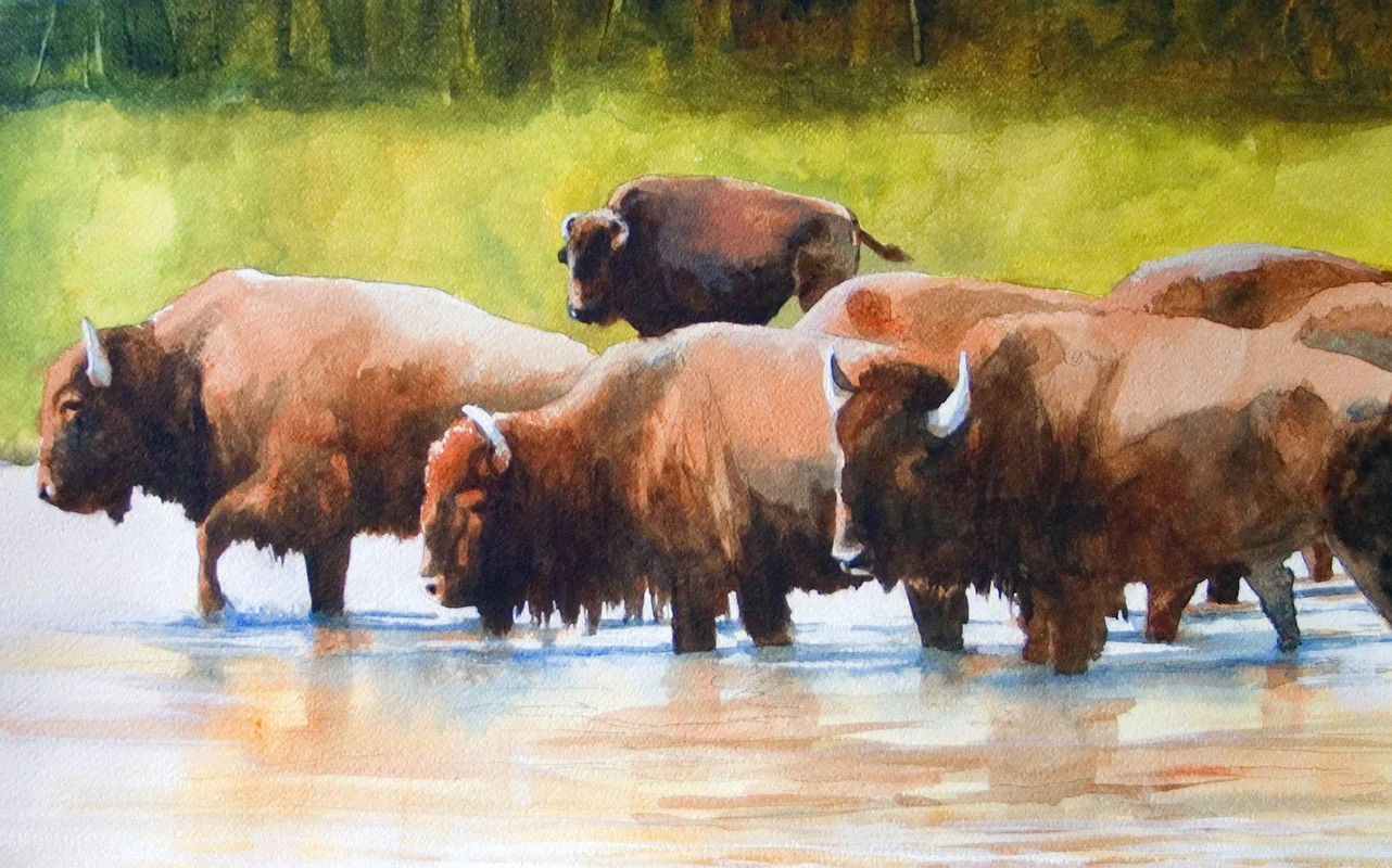 Wolf River Herd
