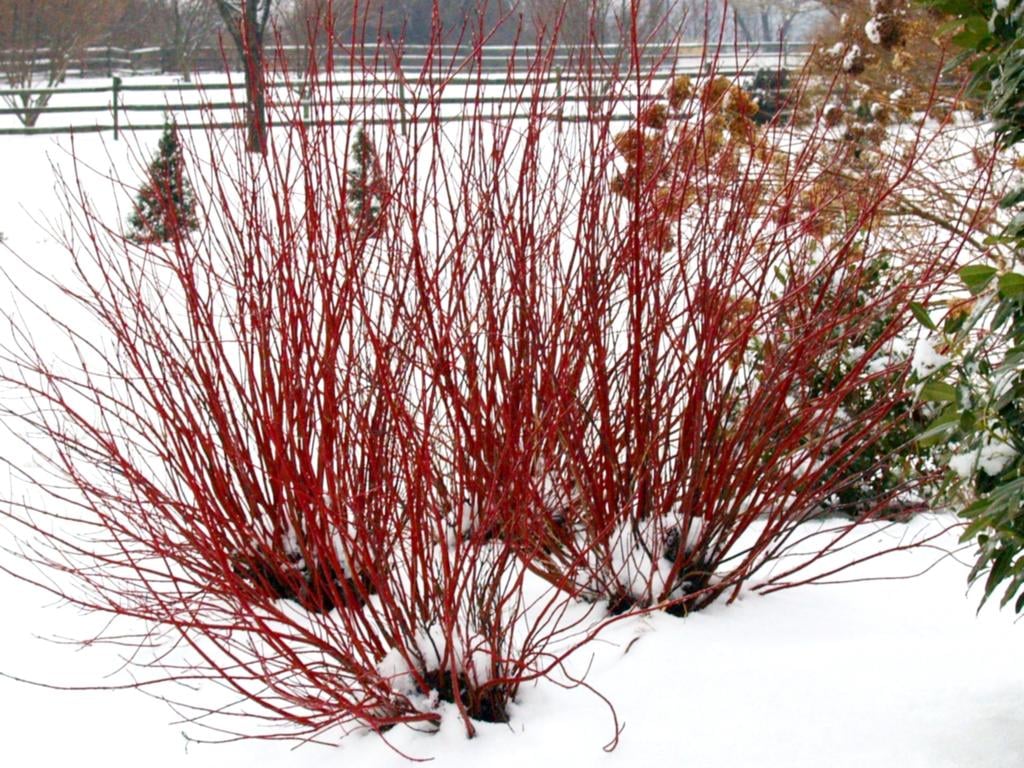 5. Red (or Yellow) Twigged Dogwood