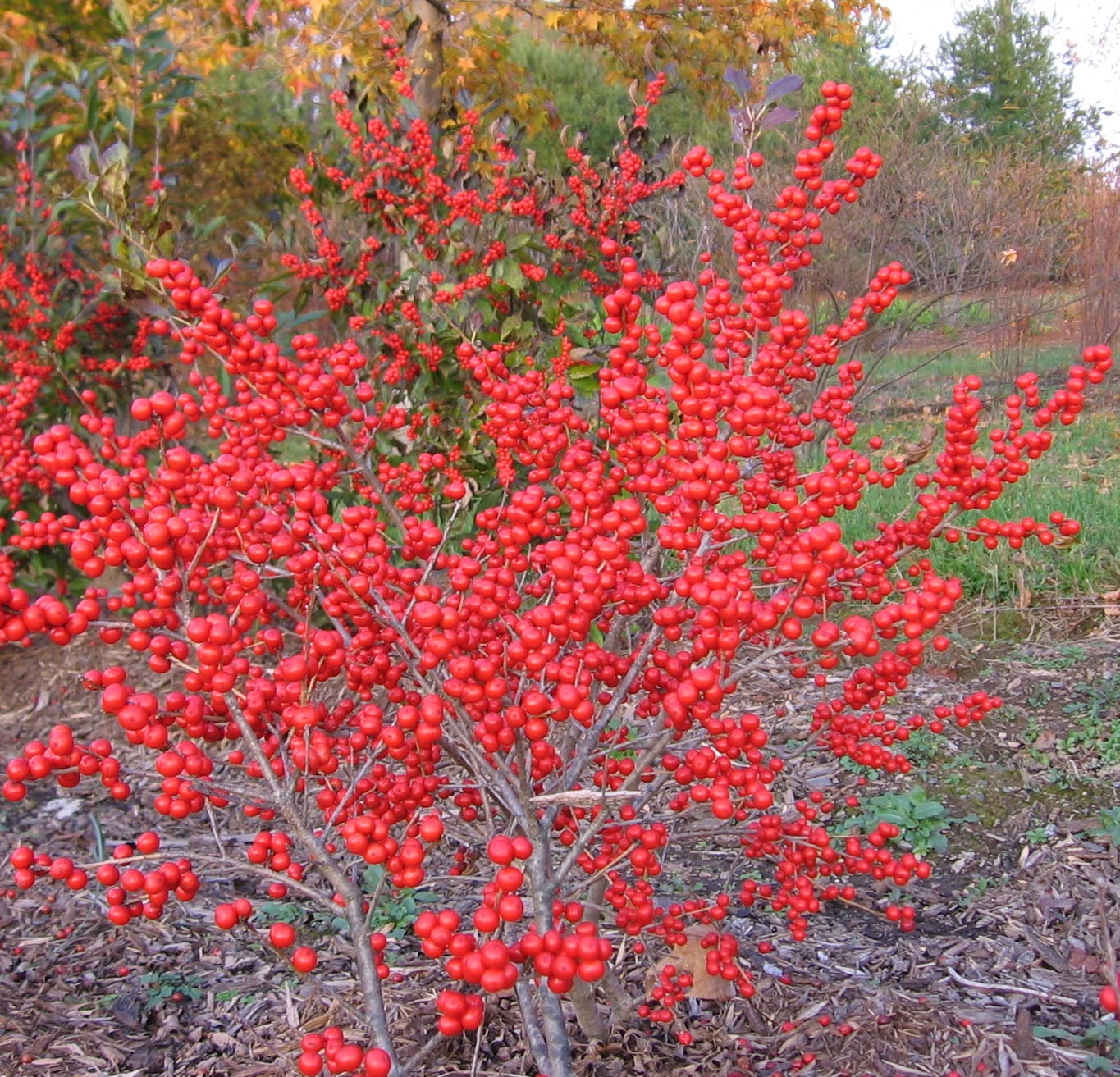 3. Winterberry Holly
