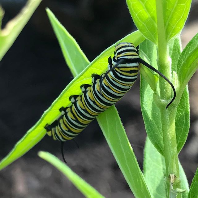 We've been watching for Monarchs...today we found some happily munching on some milkweed. #underthecanopy #flowerfarmer