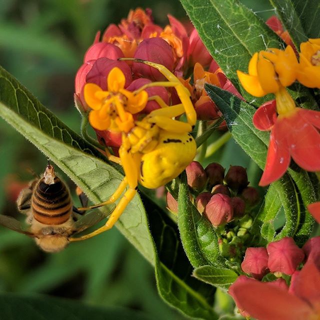 Yellow Crab Spider disguises herself on the yellow blooms of tropical milkweed. Her prey hangs lifeless from the leaf next to her.  #spider #camo #nature