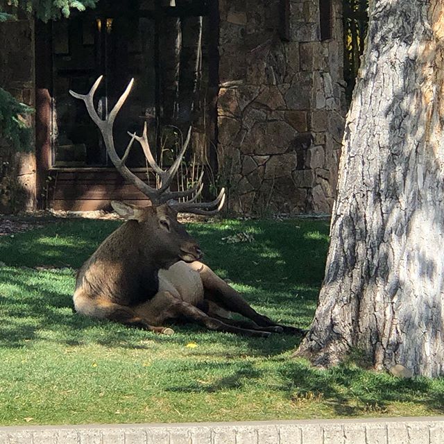 They tell me it&rsquo;s normal to see a bull elk in downtown Estes Park this time of year. This one&rsquo;s hanging out in the front lawn of Town Hall. #mountainlife #elk #estespark #colorado