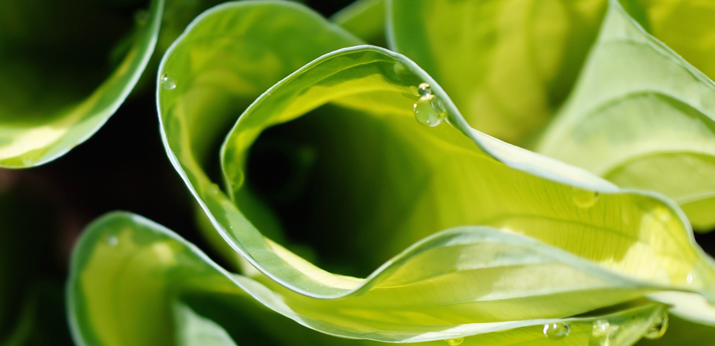 hosta2.jpg