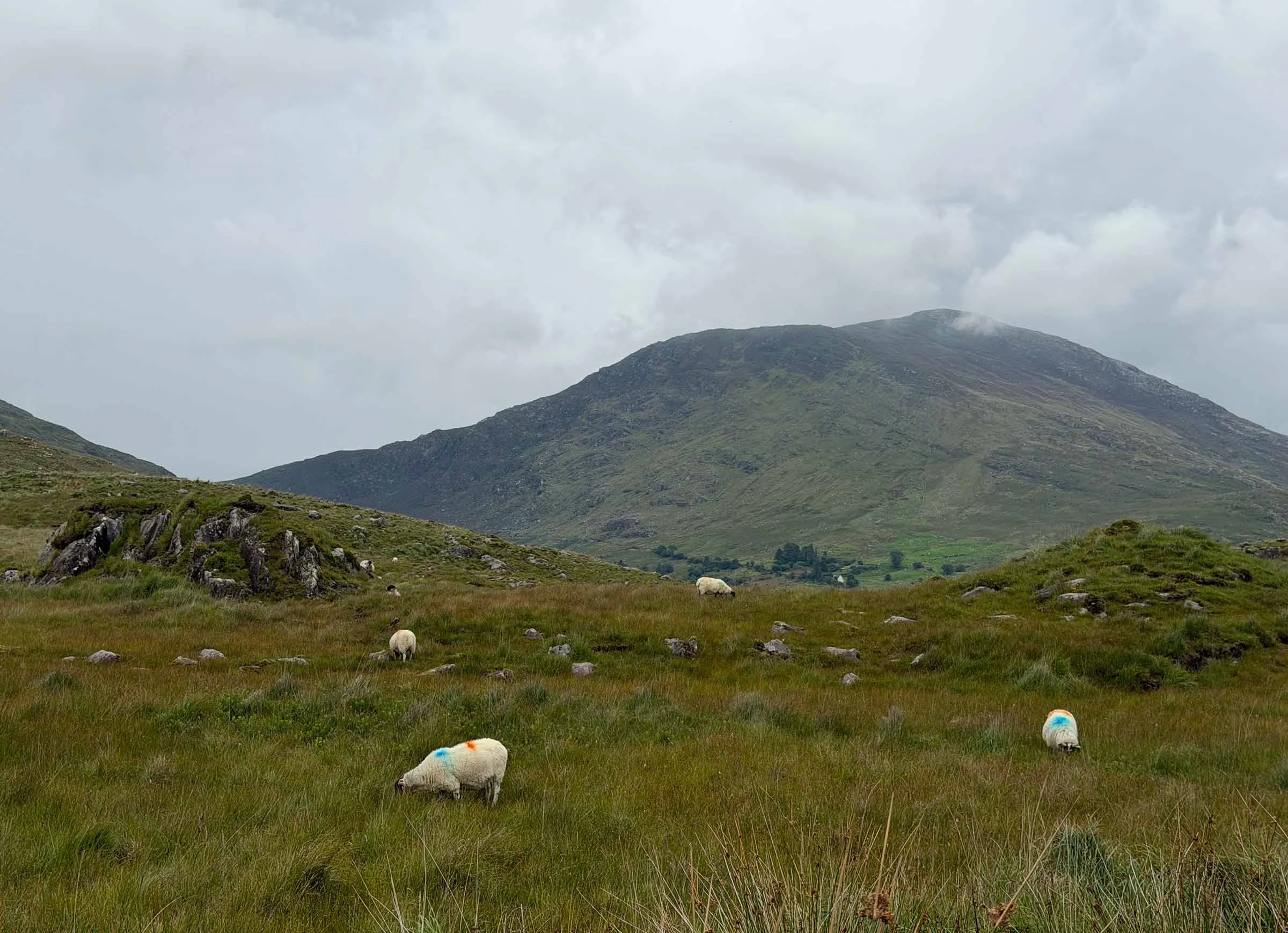 Irish highlands with sheep dotted throughout