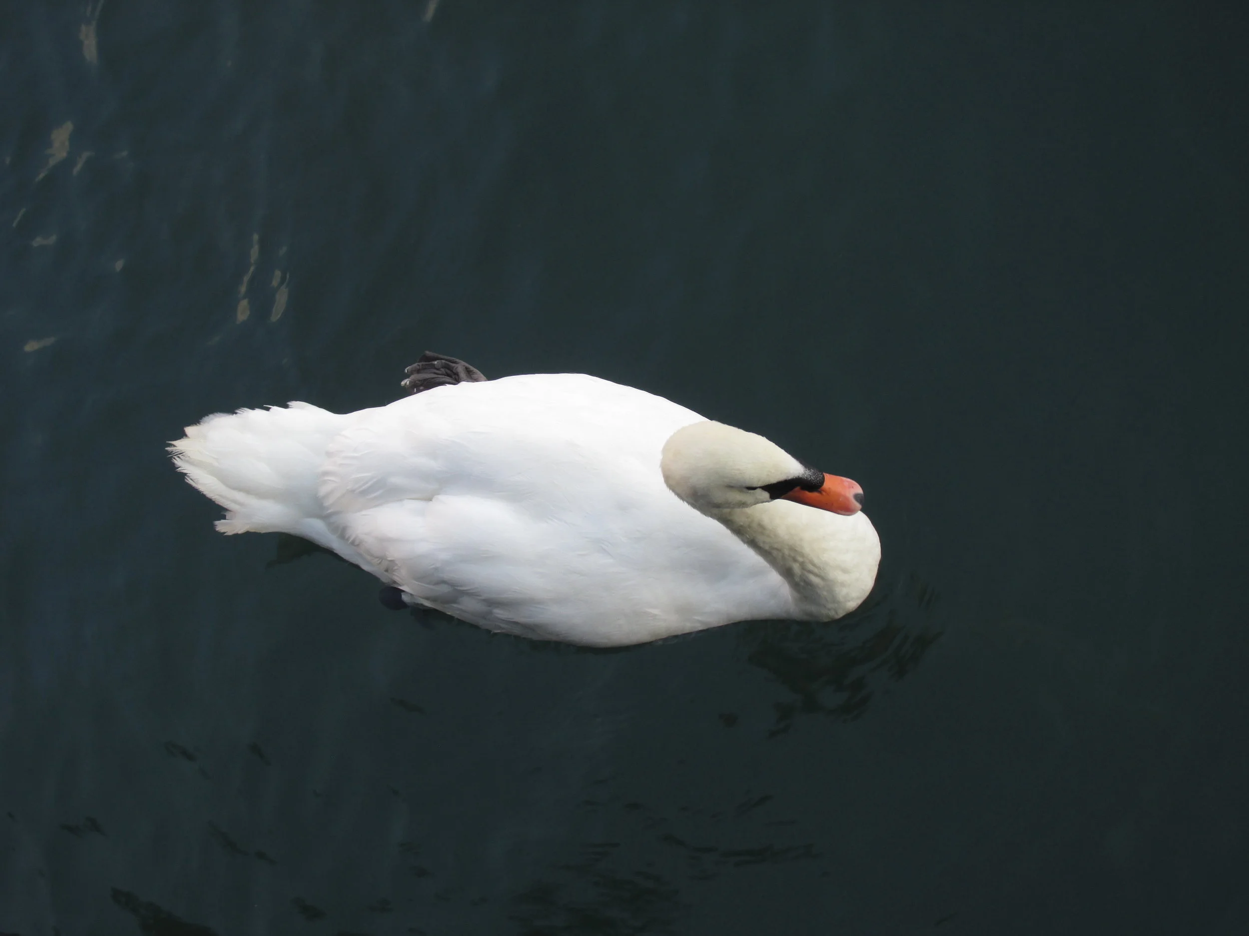 IMG_3522.JPG
