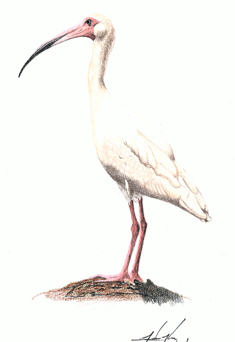 WhiteIbis_thumb.png