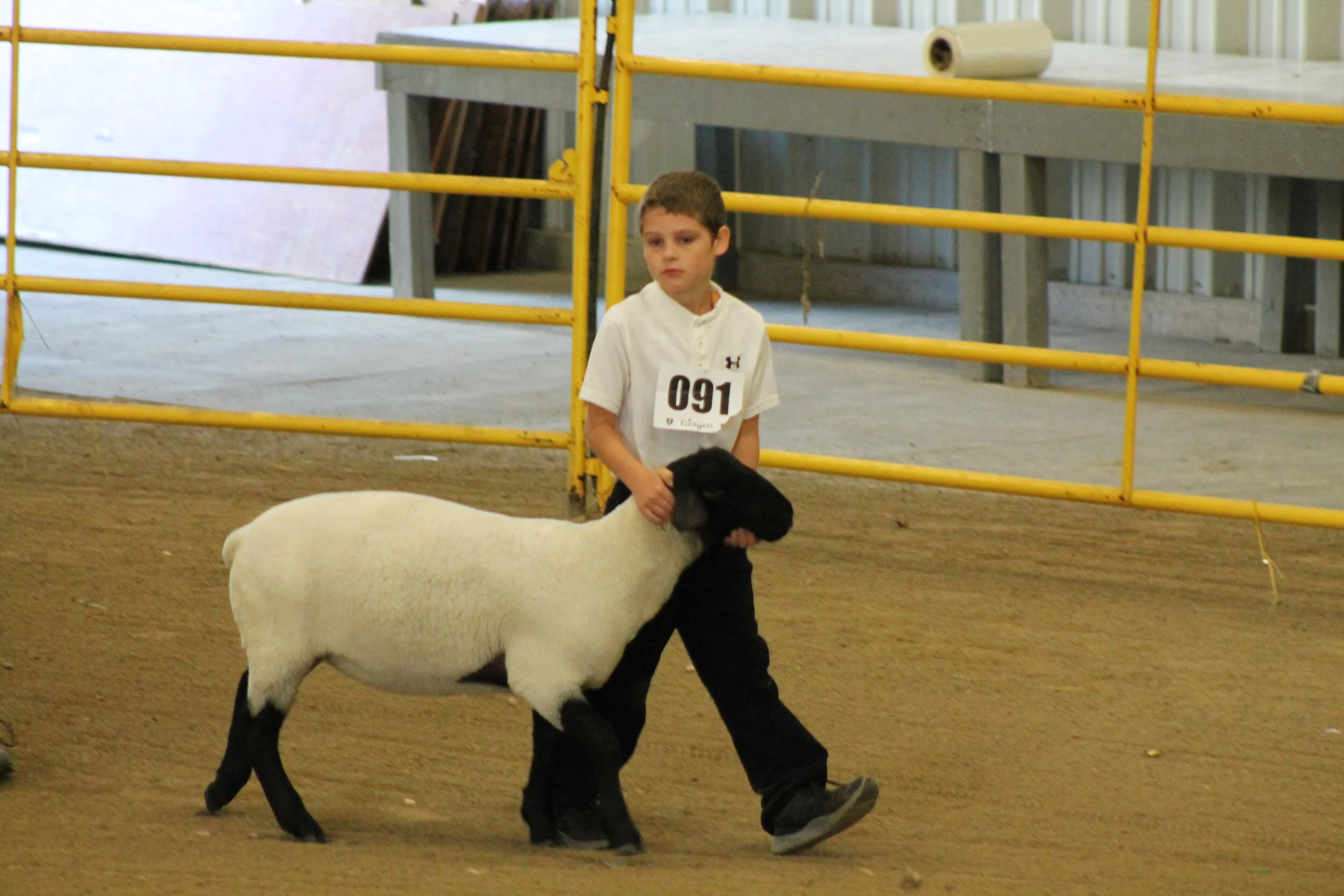 Sheep Show — Spencerville Fair