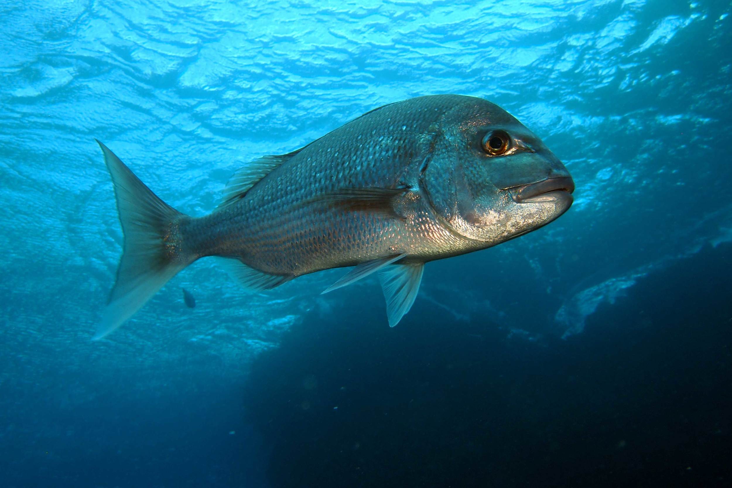 Snapper (Pagrus auratus)