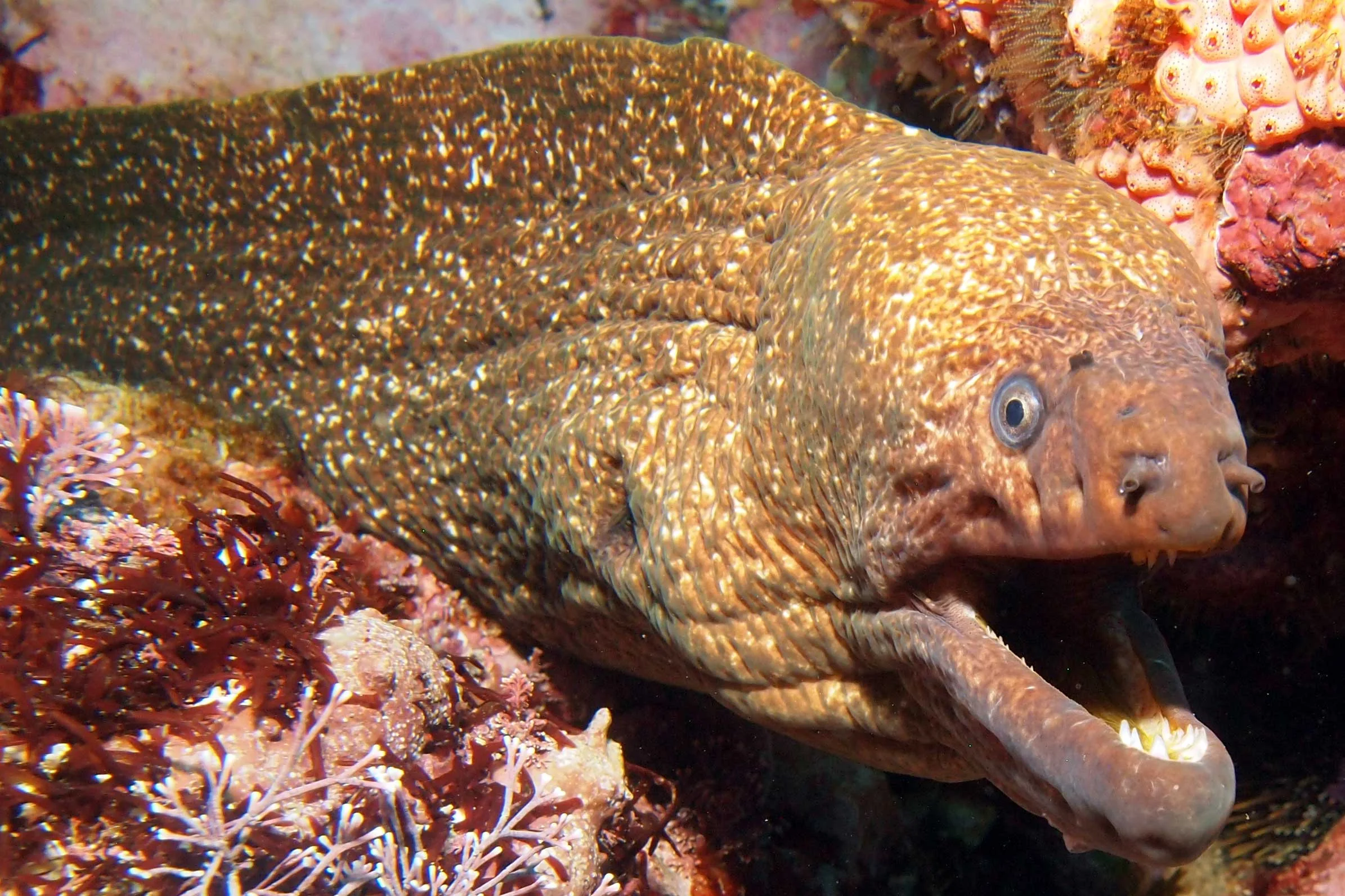 Speckled moray (Gymnothorax obesus)