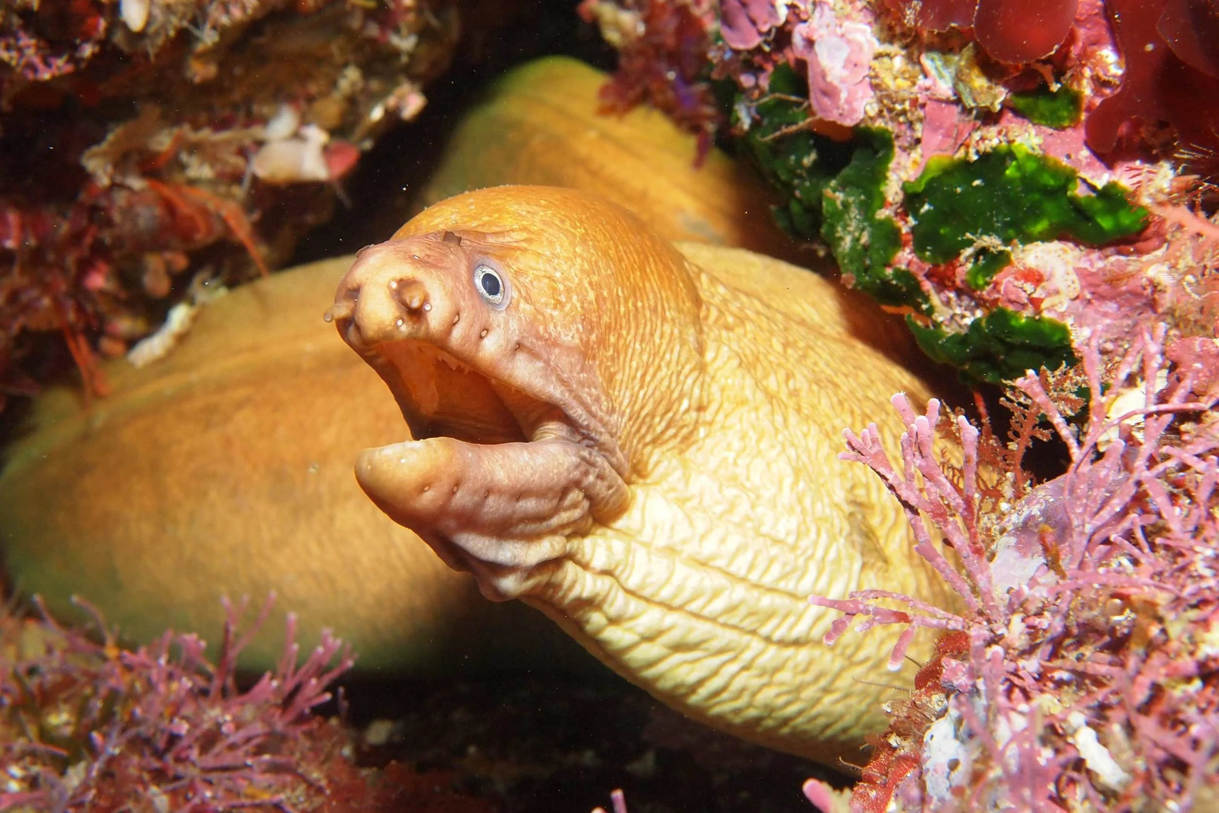 Yellow moray eel (Gymnothorax prasinus)