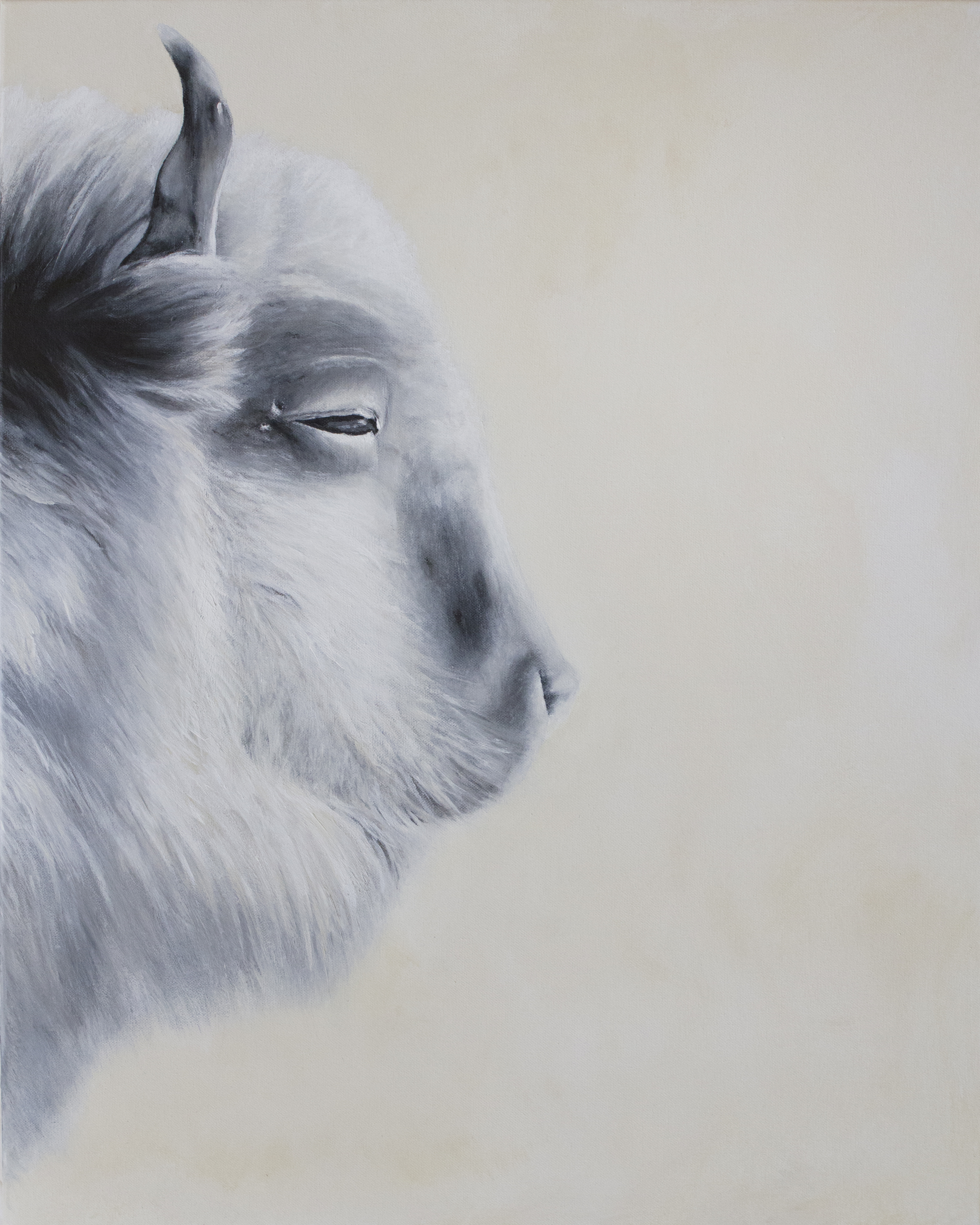 Buffalo Canvas