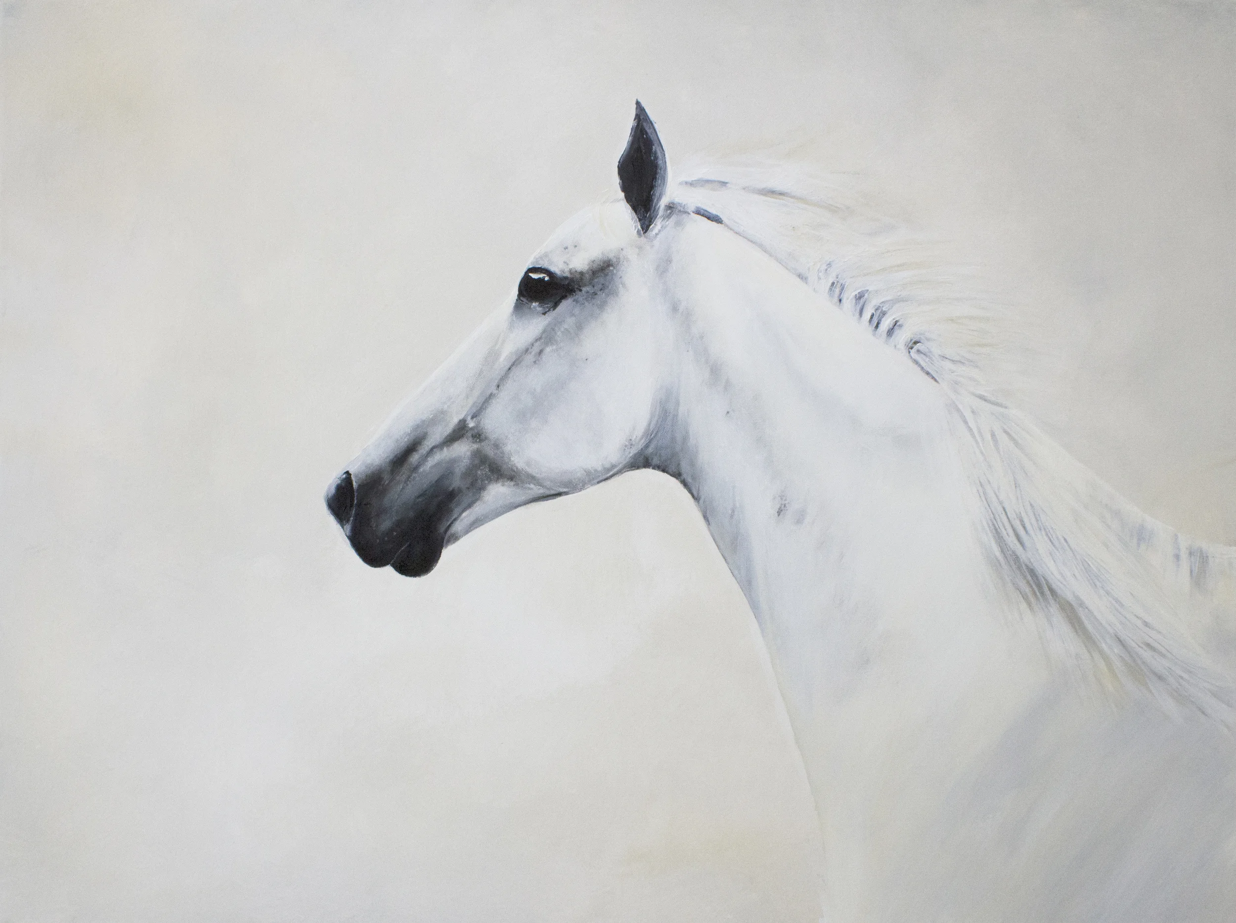 White Horse Canvas