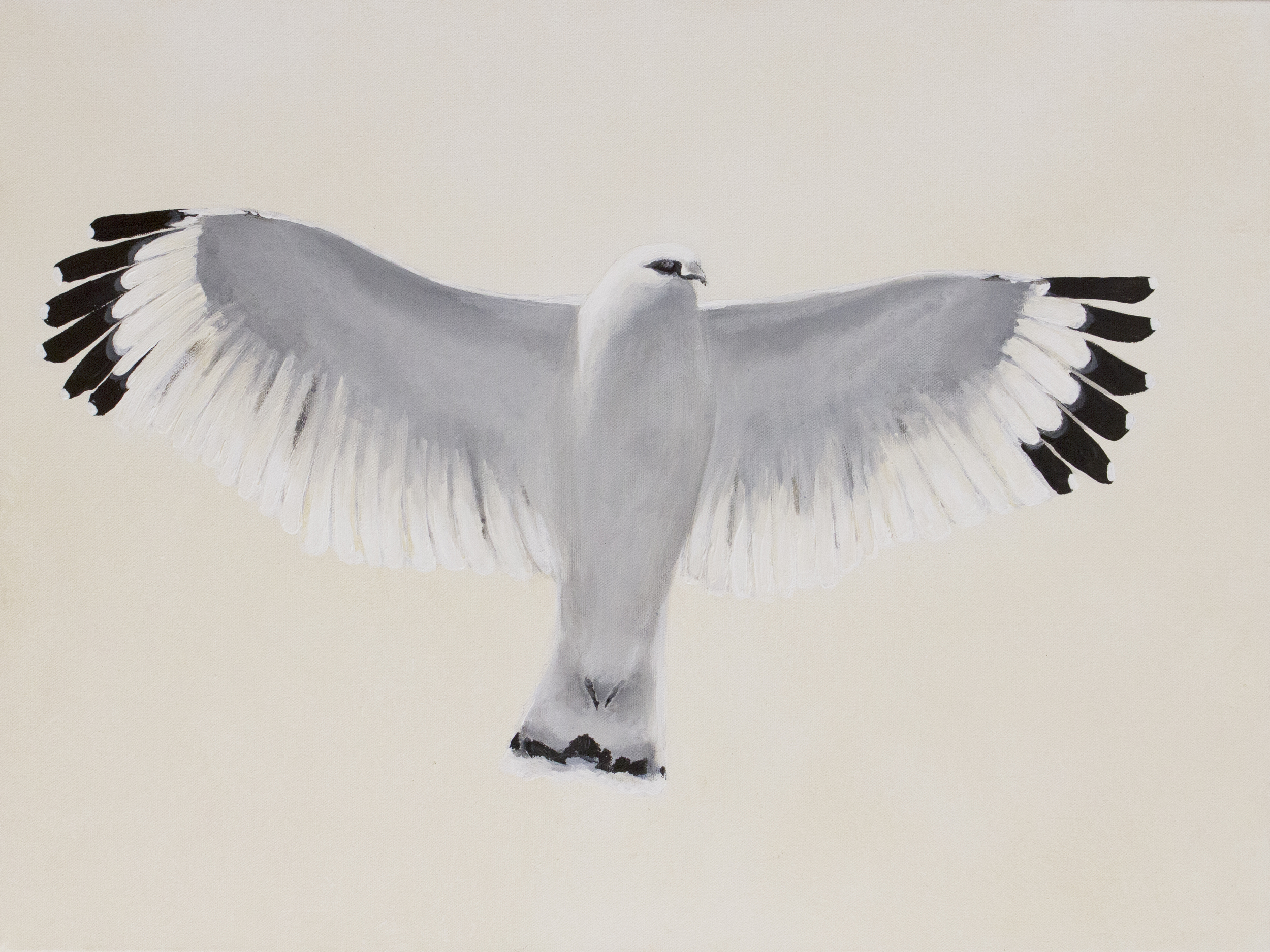 Hawk Canvas