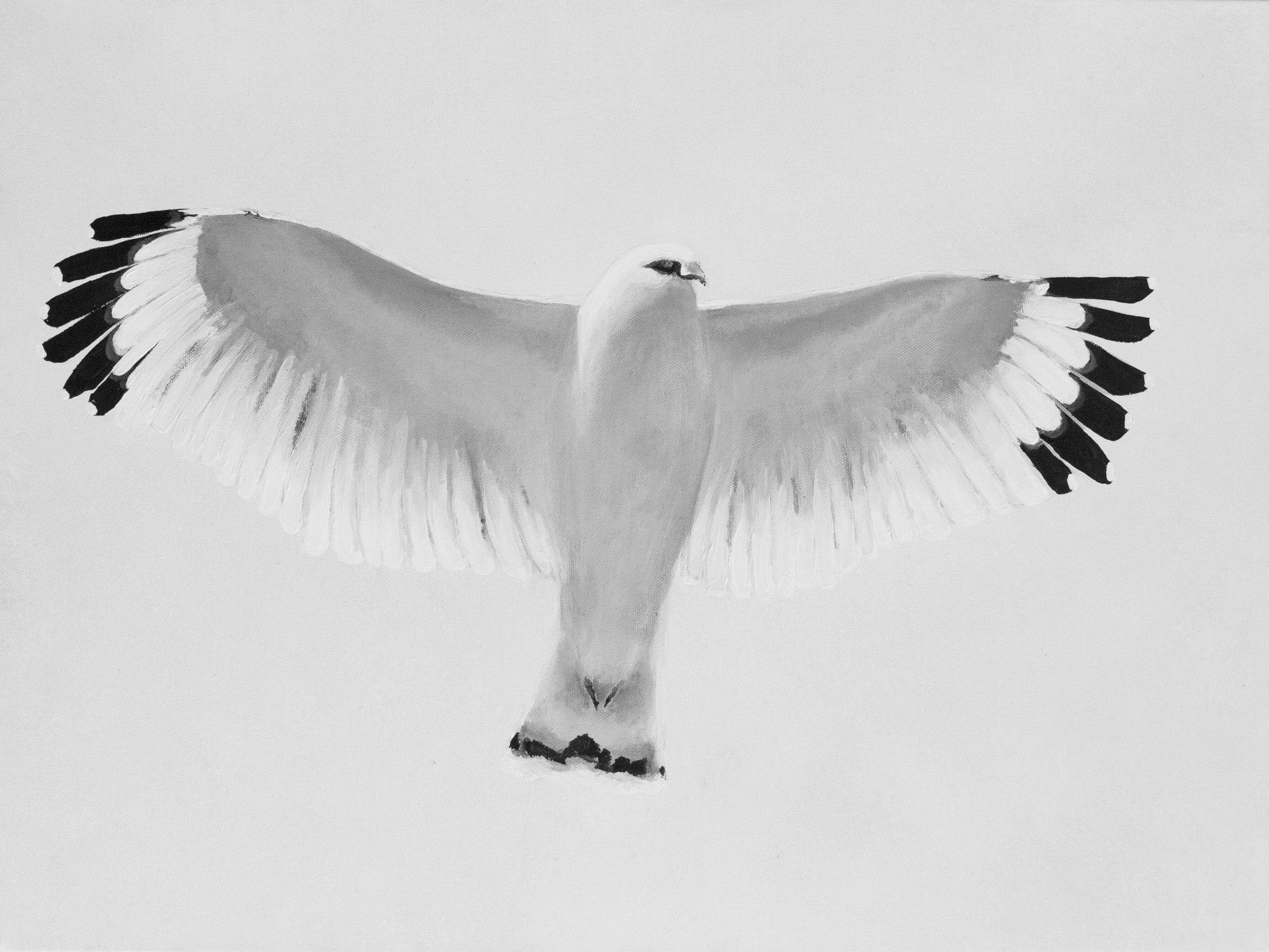 Black & White Hawk Print